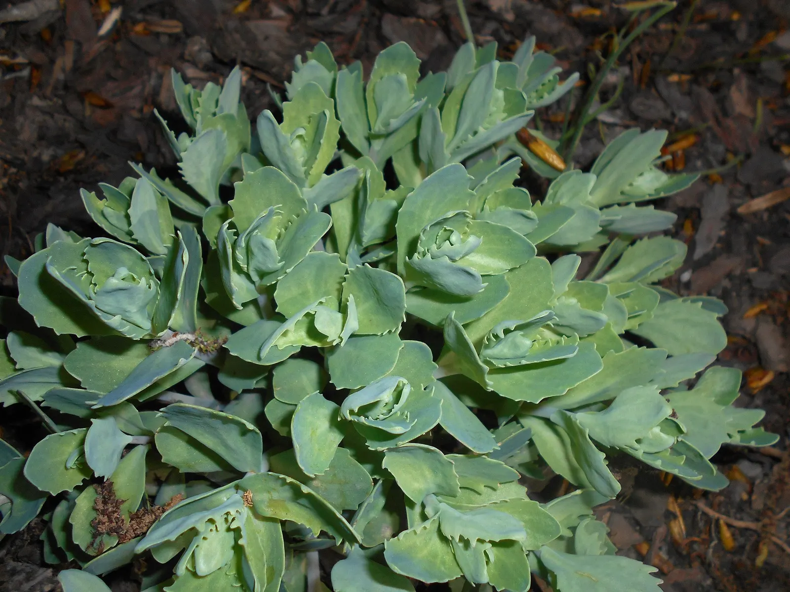 Brilliant Stonecrop (Sedum Spectabile 'Brilliant') — Esteemed for its vivid pink blooms in late summer to fall, it boasts succulent leaves and, image 25