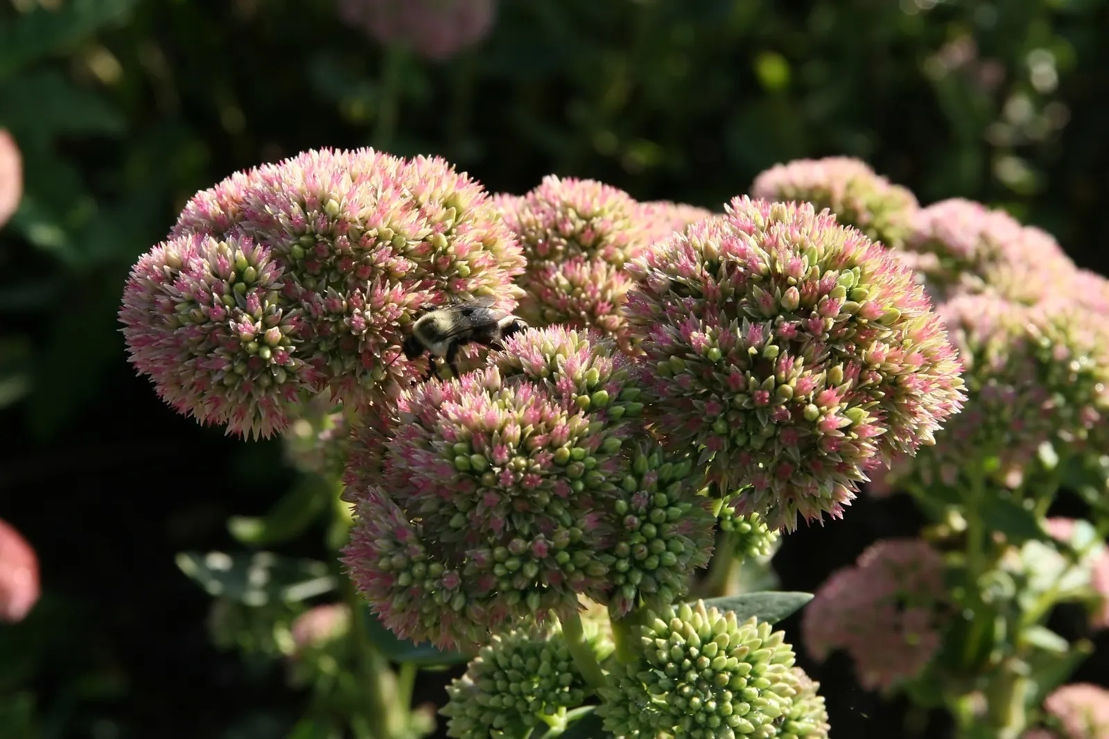 Brilliant Stonecrop (Sedum Spectabile 'Brilliant') — and it is particularly well-adapted to withstand drought conditions once established