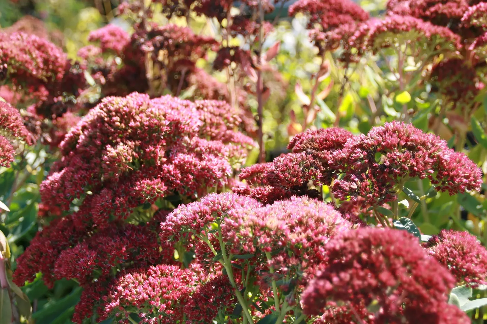 Brilliant Stonecrop (Sedum Spectabile 'Brilliant') — dry soil conditions.<br><br>Beyond its beauty and hardiness