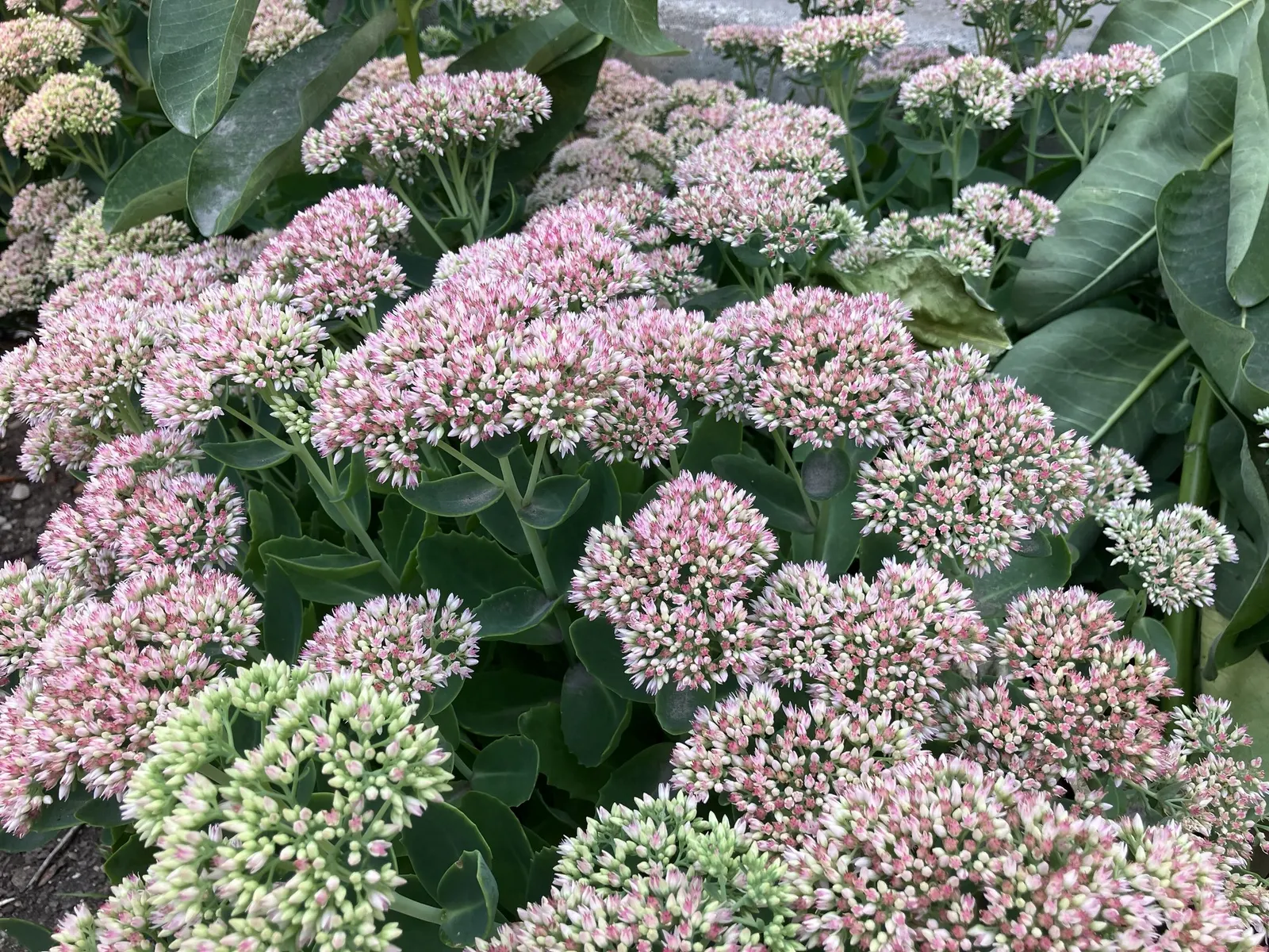 Brilliant Stonecrop (Sedum Spectabile 'Brilliant') — reaching up to 18 inches in height with an equal spread; making it a maintenance-friendly choice for