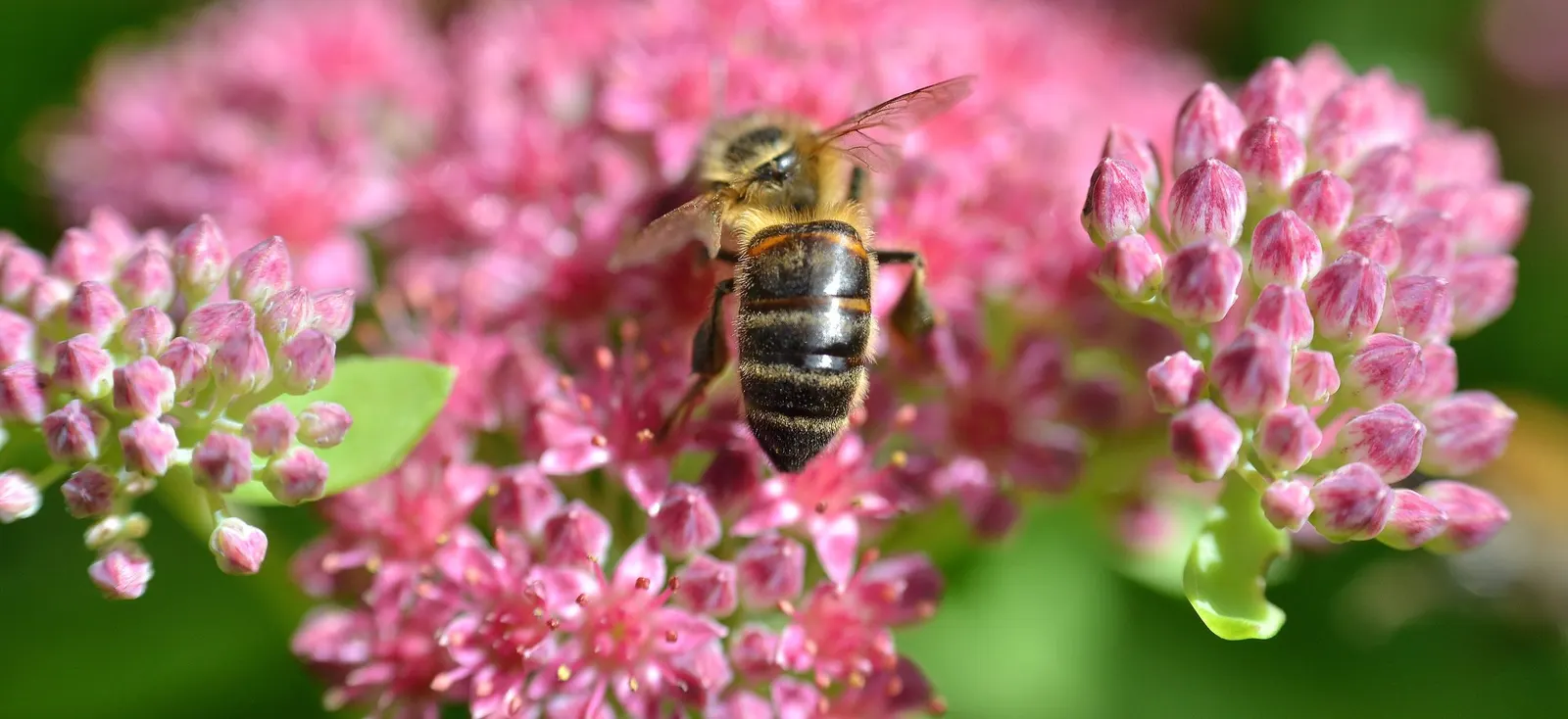 Brilliant Stonecrop (Sedum Spectabile 'Brilliant') — adding an important ecological function to your landscape