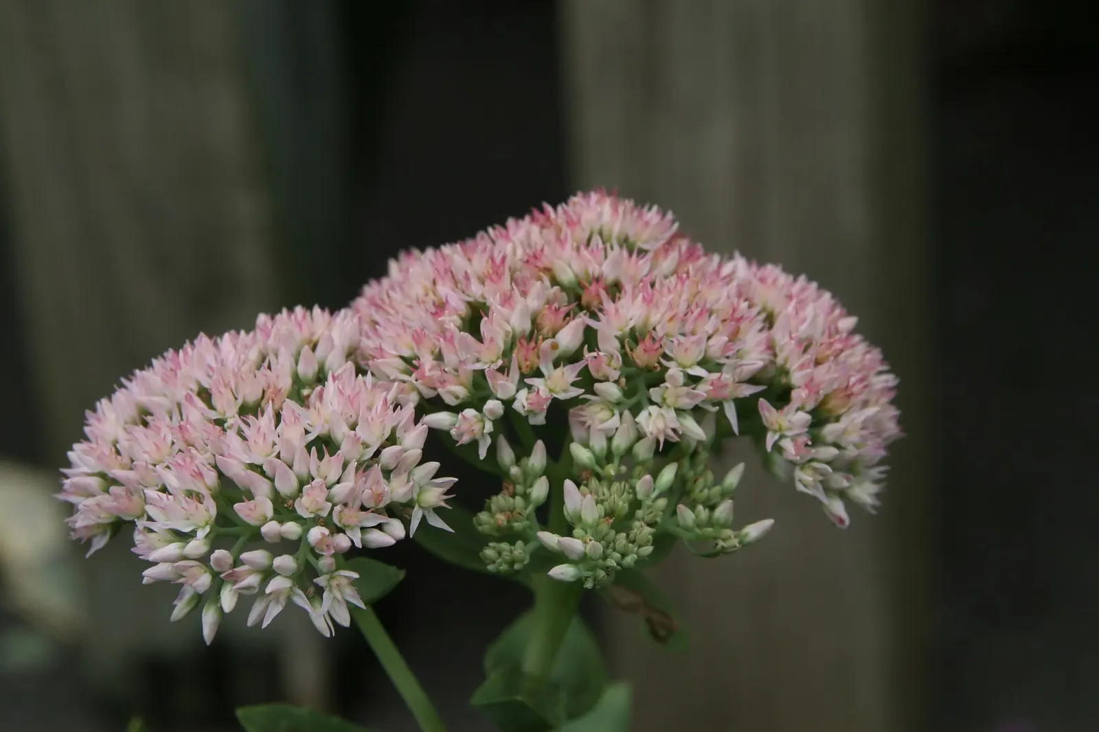 Brilliant Stonecrop (Sedum Spectabile 'Brilliant') — The plant prefers well-draining soil and does not tolerate wet feet