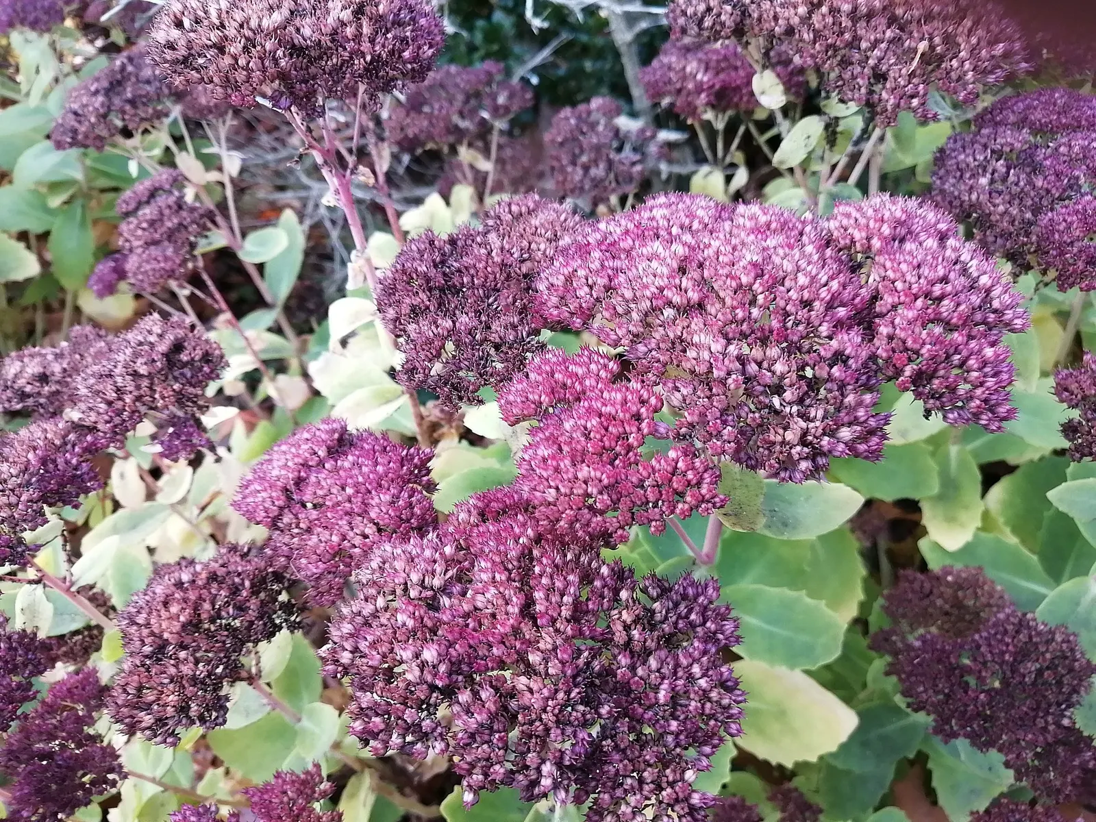 Brilliant Stonecrop (Sedum Spectabile 'Brilliant') — making it a maintenance-friendly choice for diverse landscape designs; esteemed for its vivid pink blooms