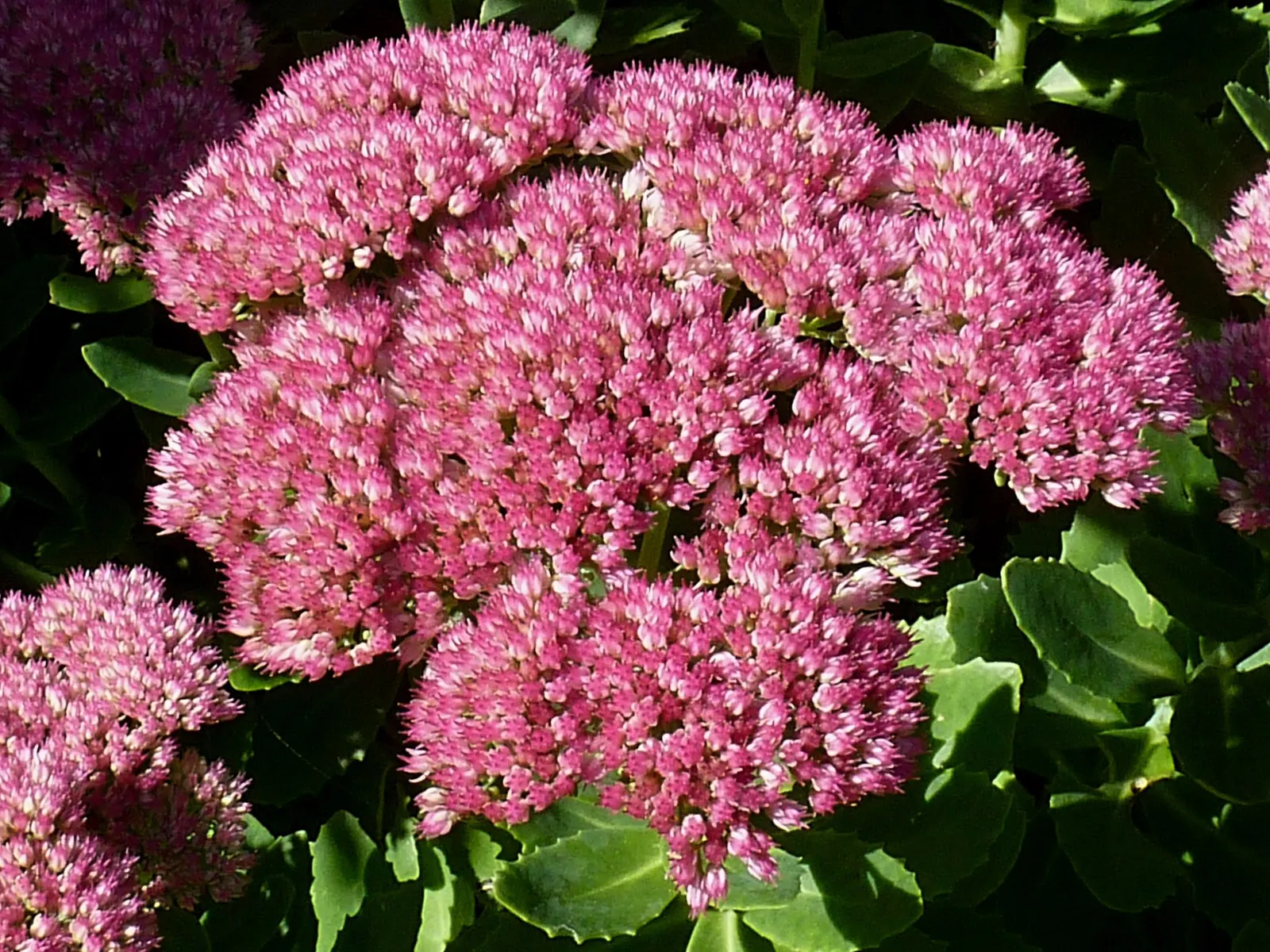Brilliant Stonecrop (Sedum Spectabile 'Brilliant') — and the dynamic seasonal color it brings to a garden setting