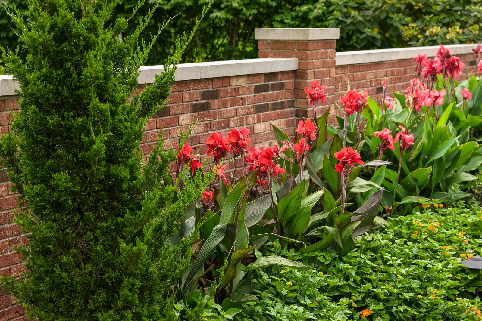 Scarlet II Canna Lily (Canna generalis) — Plant in part sun to full sun with average soil and steady moisture; it is heat tolerant; especially effective in