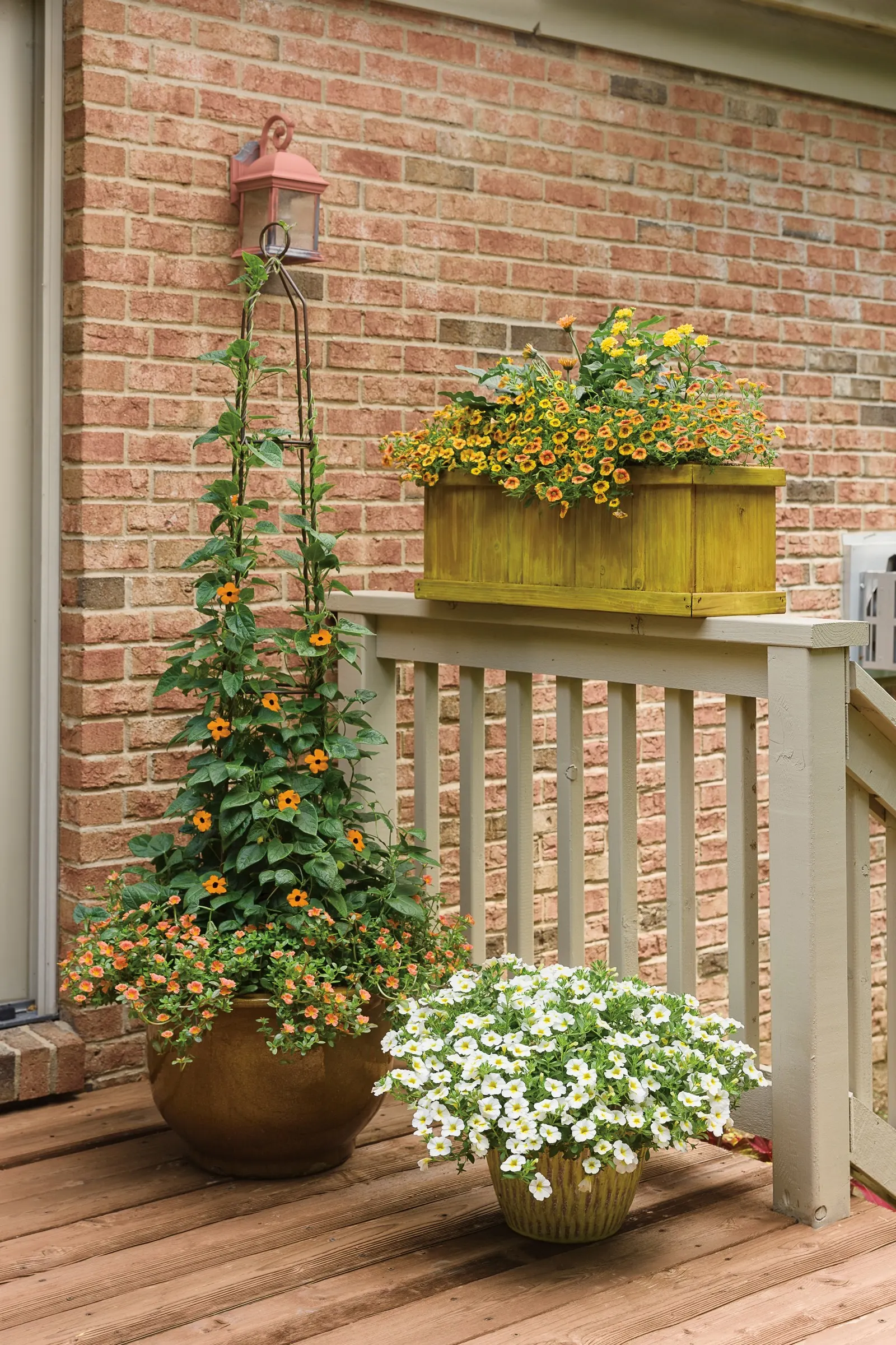 Orange A-Peel® Black-Eyed Susan Vine (Thunbergia alata) — orange flowers in the garden