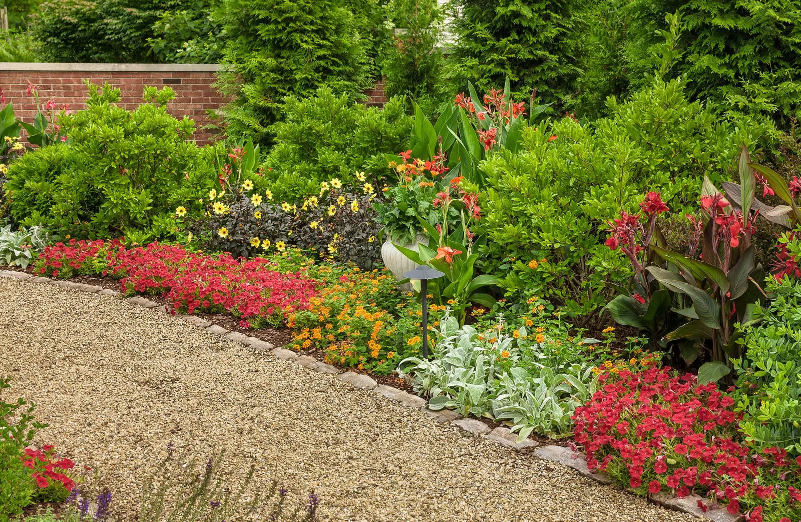 Illusion Dahlia — Dahlias form tubers and these tubers can be stored for replanting in the spring