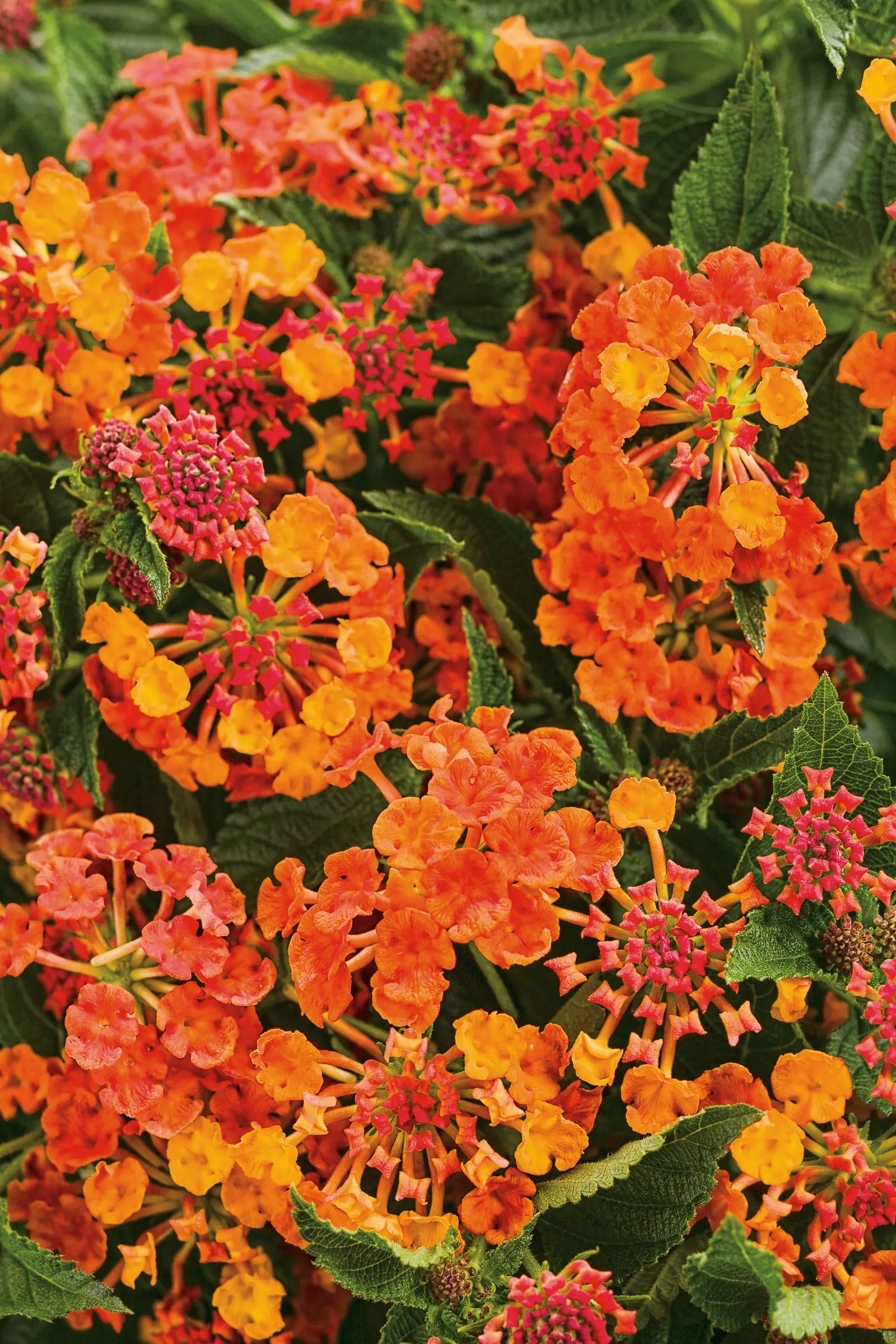 Marmalade Lantana (Lantana camara) — It is grown as an annual in most regions; and moderate water; it is heat tolerant
