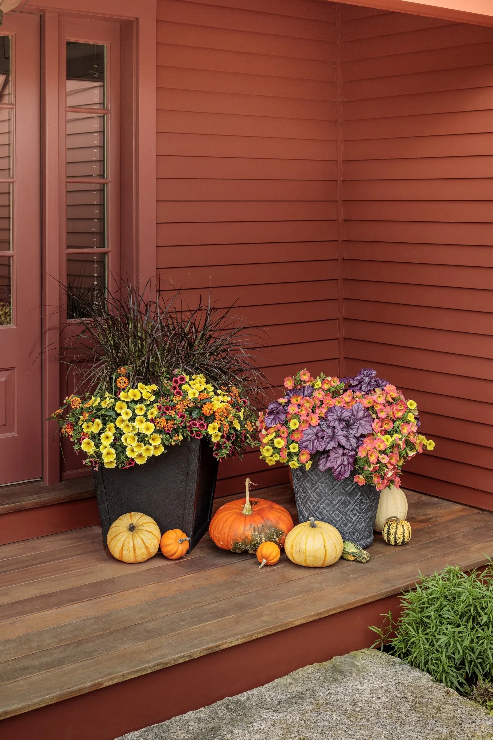 Persimmon Petunia — a lively hue that reads beautifully against fresh green foliage and pairs especially well with whites
