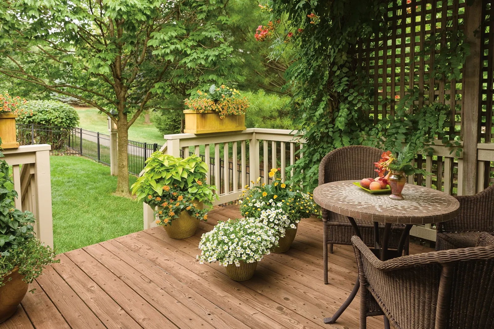 Orange A-Peel® Black-Eyed Susan Vine (Thunbergia alata) — No deadheading is necessary