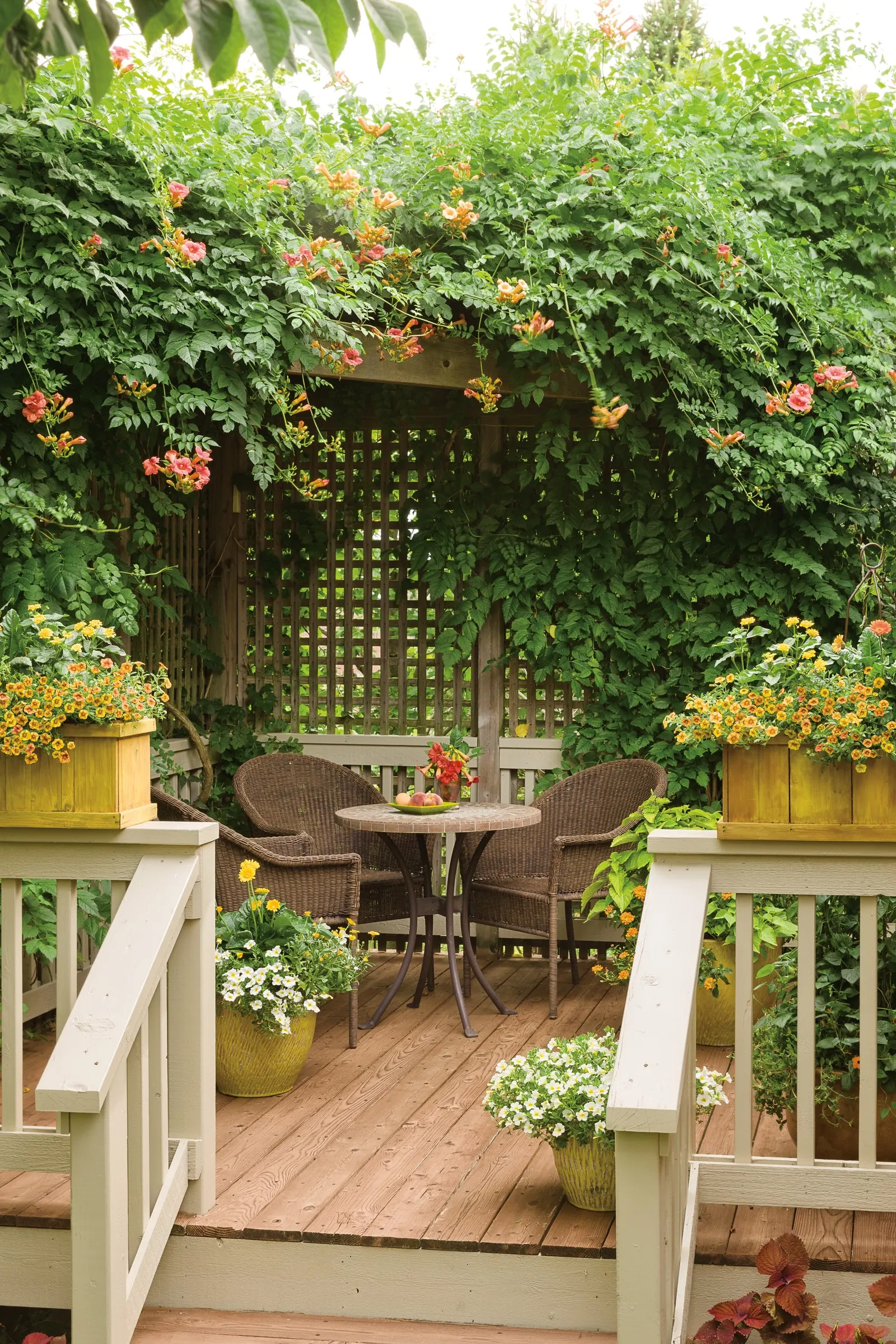 Orange A-Peel® Black-Eyed Susan Vine (Thunbergia alata) — This annual vine, will give you color all summer long, while climbing happily up whatever support you