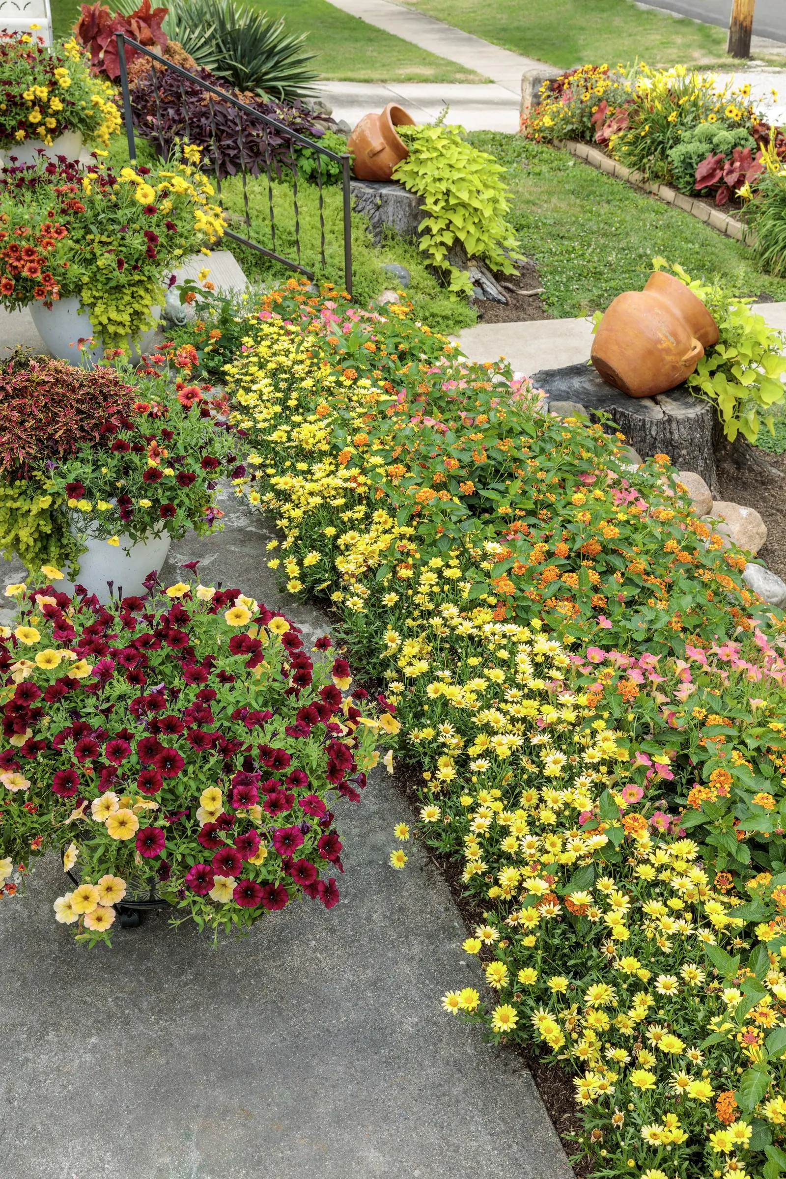 Basket Tangeglow® Lantana (Lantana camara) — The Lantana camara Basket Tangeglow® is a sun-loving annual with clusters of peach