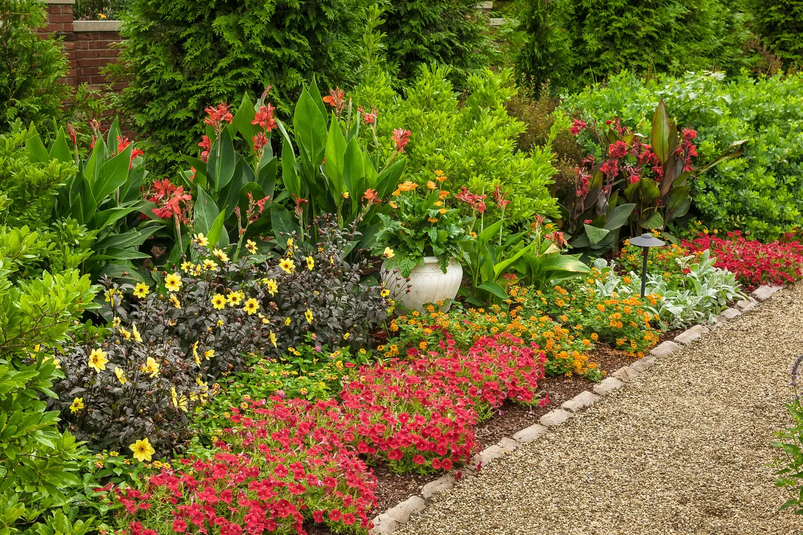 Illusion Dahlia — Wrap dry tubers in newspapers or pack them in peat moss