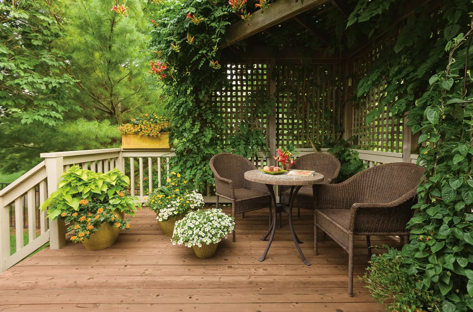 Orange A-Peel® Black-Eyed Susan Vine (Thunbergia alata) — information and resources