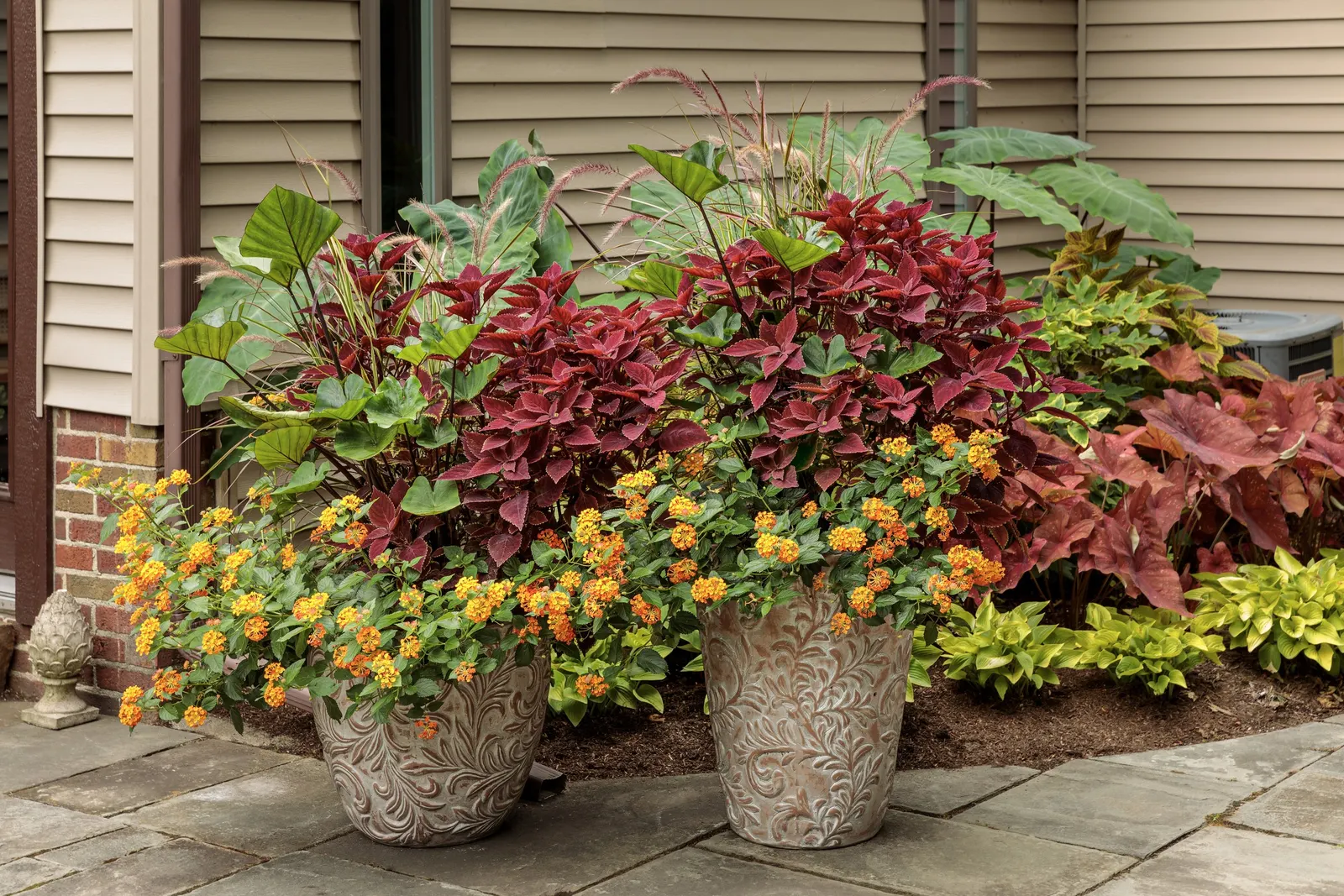 Coffee Cups elephant's ear (Colocasia esculenta) — Store tubers in a dark, cool (35 to 45 F) place; these are durable elephant ear plants that will, image 89