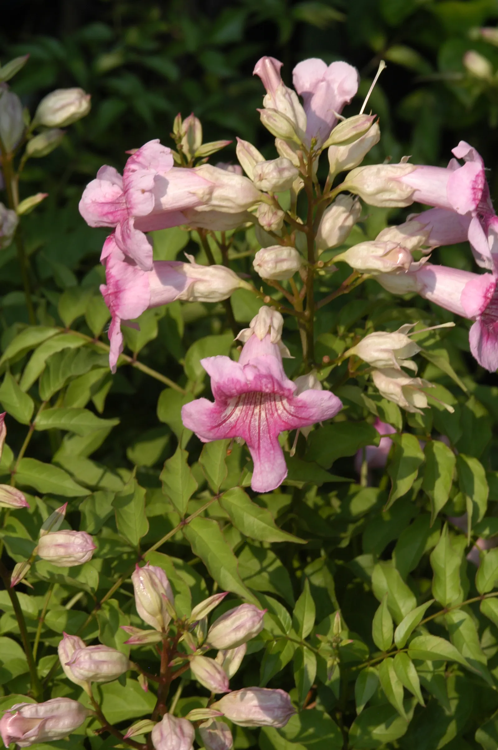 Pink Trumpet Vine (Podranea Ricasoliana) — Distinguished by its glossy green foliage