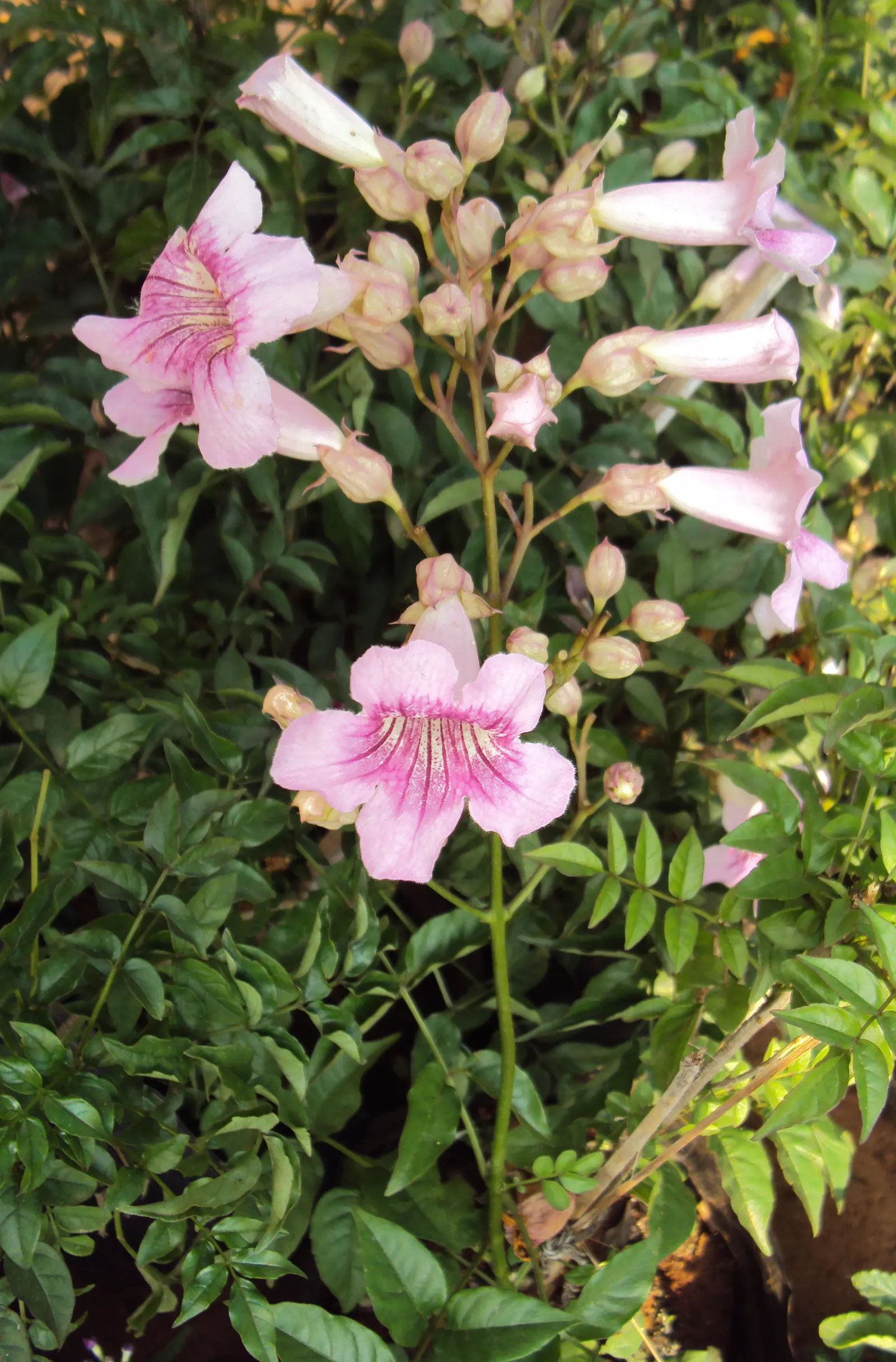 Pink Trumpet Vine (Podranea Ricasoliana) — The Pink Trumpet Vine requires some form of support structure such as trellises; the plant will thrive in, image 80
