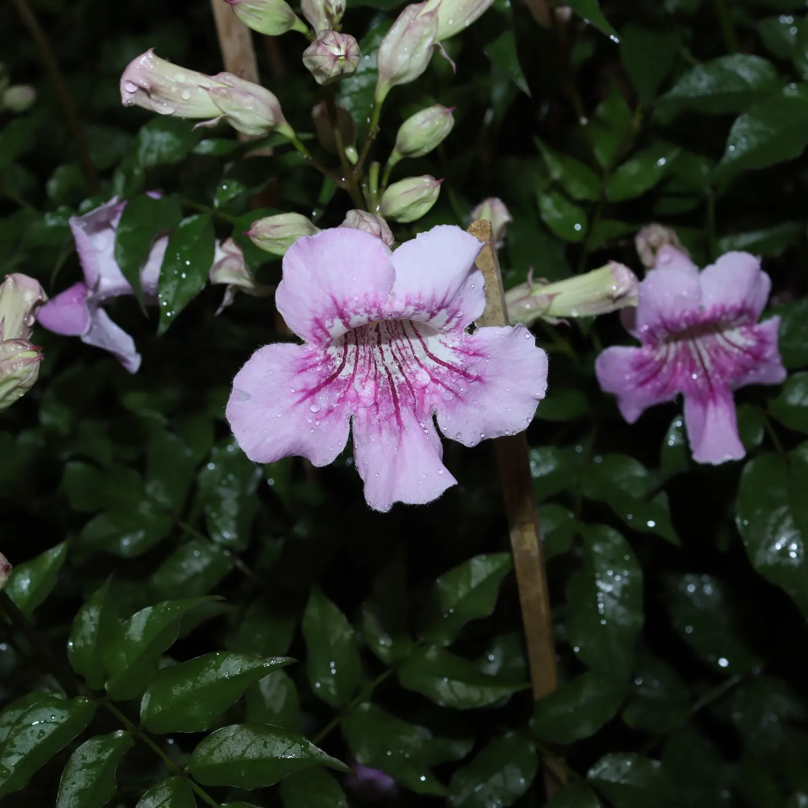 Pink Trumpet Vine (Podranea Ricasoliana) — Regular pruning maintains its size; is a fast-growing perennial climber with woody stems reaching up to 30 feet