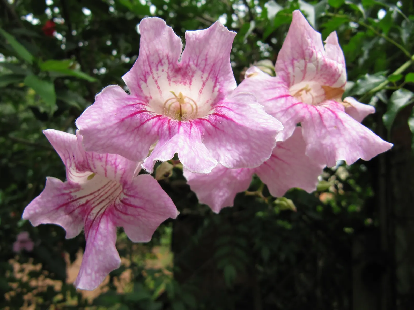 Pink Trumpet Vine (Podranea Ricasoliana) — scientifically known as Podranea ricasoliana; the Pink Trumpet Vine requires a location that provides, image 67
