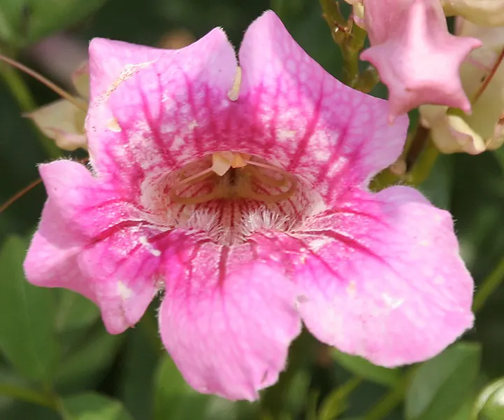 Pink Trumpet Vine (Podranea Ricasoliana) — promoting denser foliage and blooms ideally suited for trellises and fences; this perennial plant is a member of the