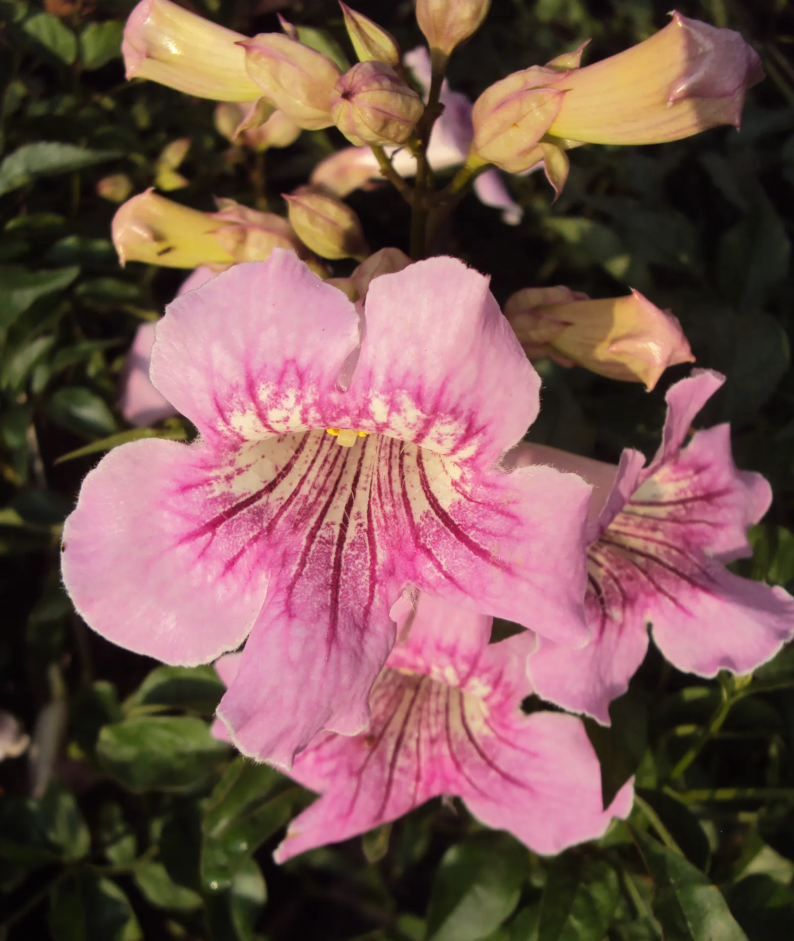 Pink Trumpet Vine (Podranea Ricasoliana) — adding a lively presence to the garden.<br><br>For optimum growth; boasting a delicate pink hue with deeper pink