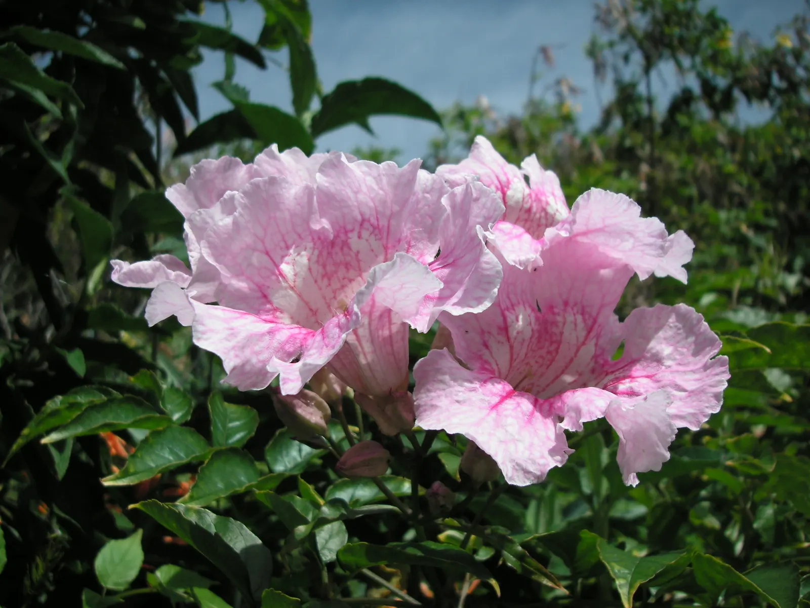 Pink Trumpet Vine (Podranea Ricasoliana) — trumpet-shaped blossoms command attention from late summer to fall; its nectar-rich blossoms attract, image 71
