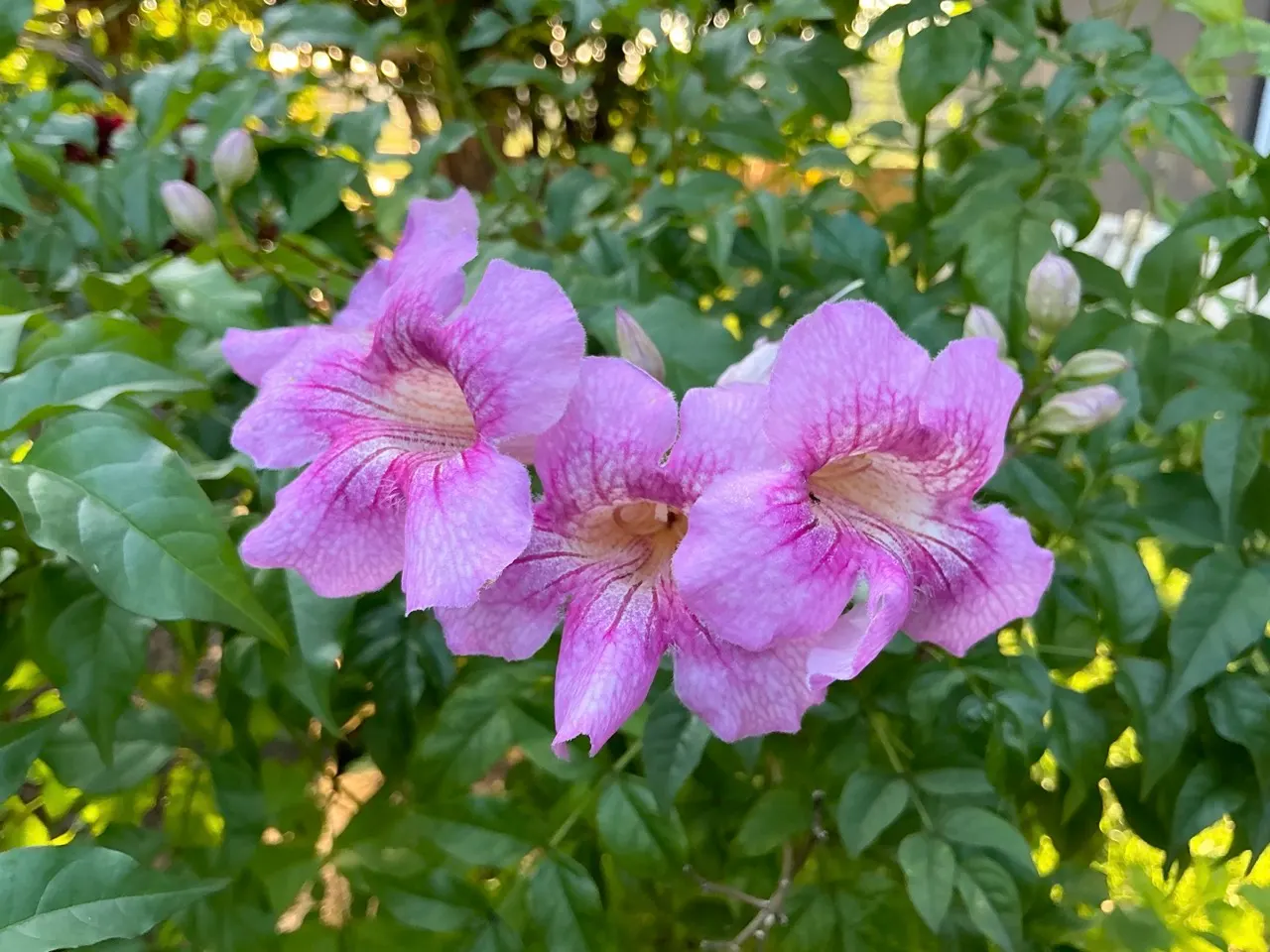 Pink Trumpet Vine (Podranea Ricasoliana) — adding a lively presence to the garden.<br><br>For optimum growth