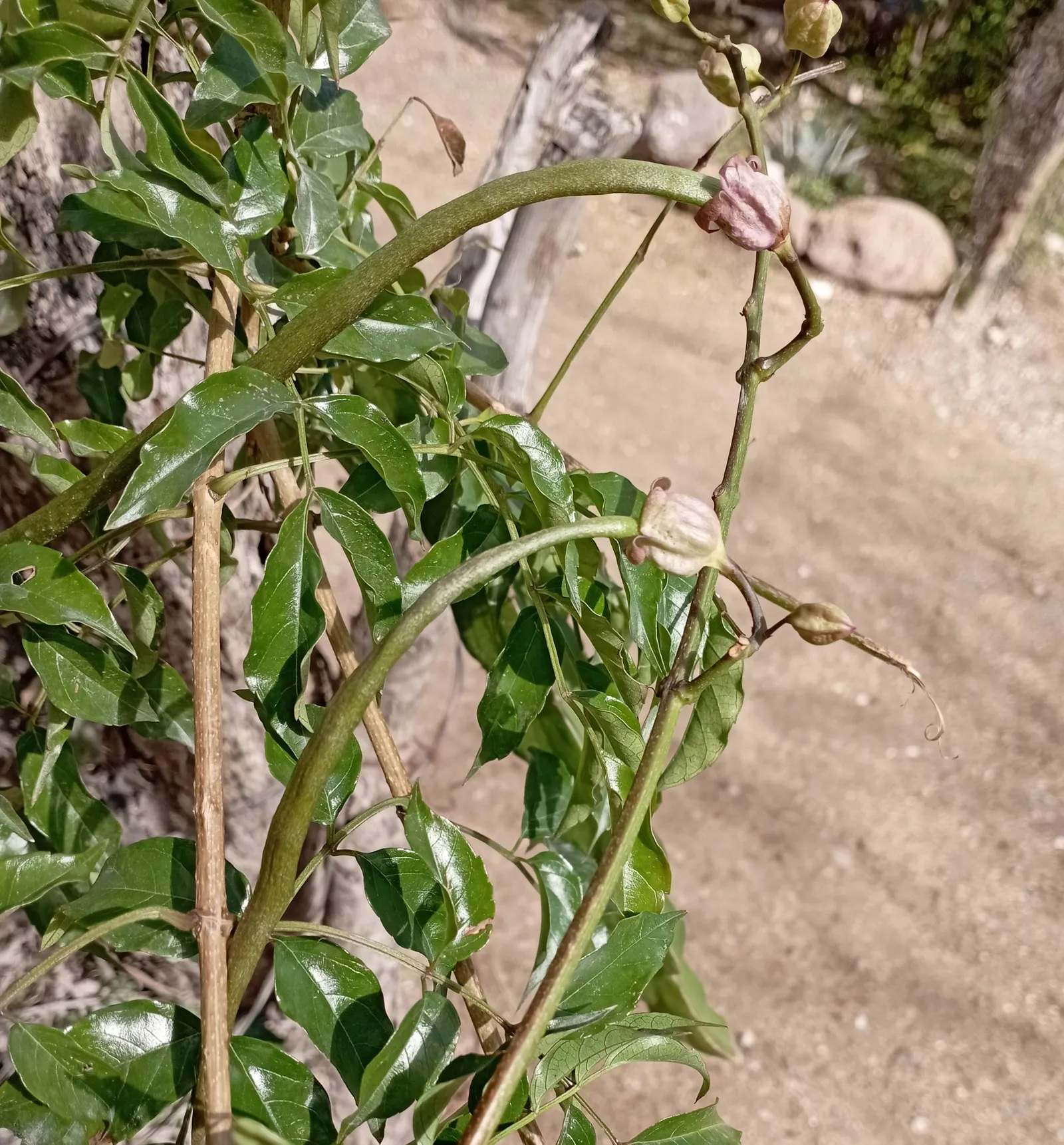 Pink Trumpet Vine (Podranea Ricasoliana) — each flower spanning approximately 2 to 3 inches in length