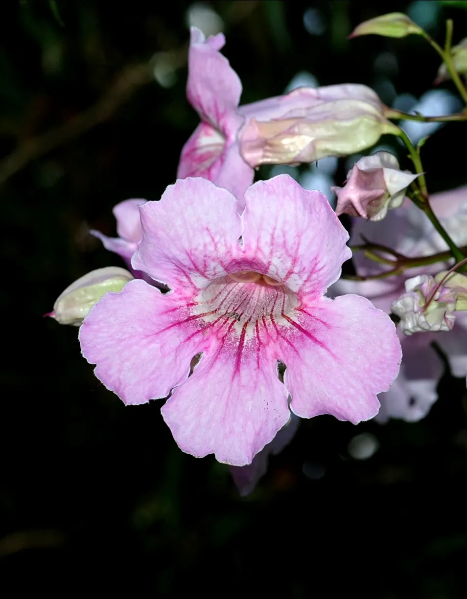 Pink Trumpet Vine (Podranea Ricasoliana) — ensuring a neat appearance while encouraging healthy blooming; and provide ample space for the vine to, image 81