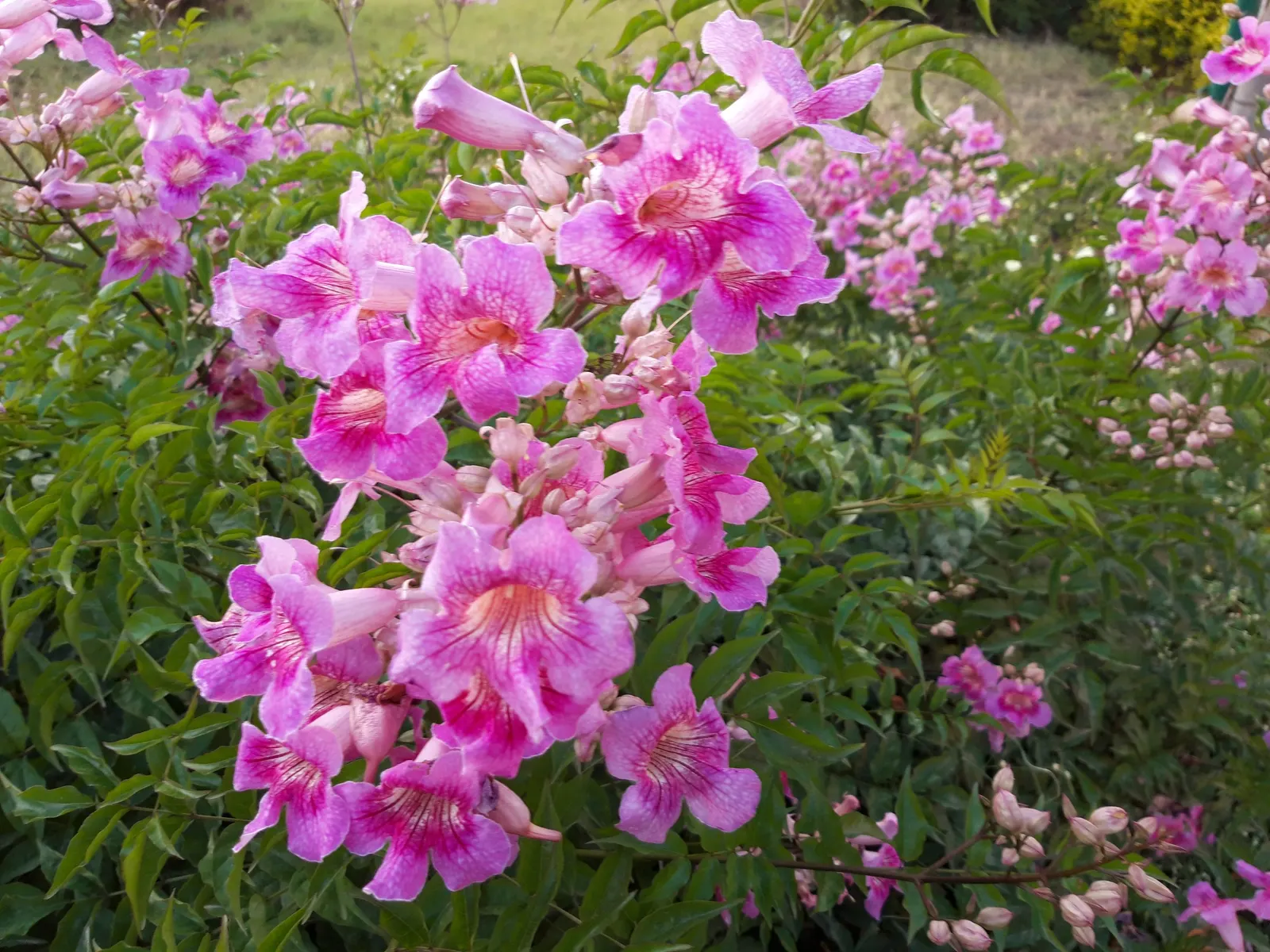 Pink Trumpet Vine (Podranea Ricasoliana) — pink flowers in the garden; each flower spanning approximately 2 to 3 inches in length