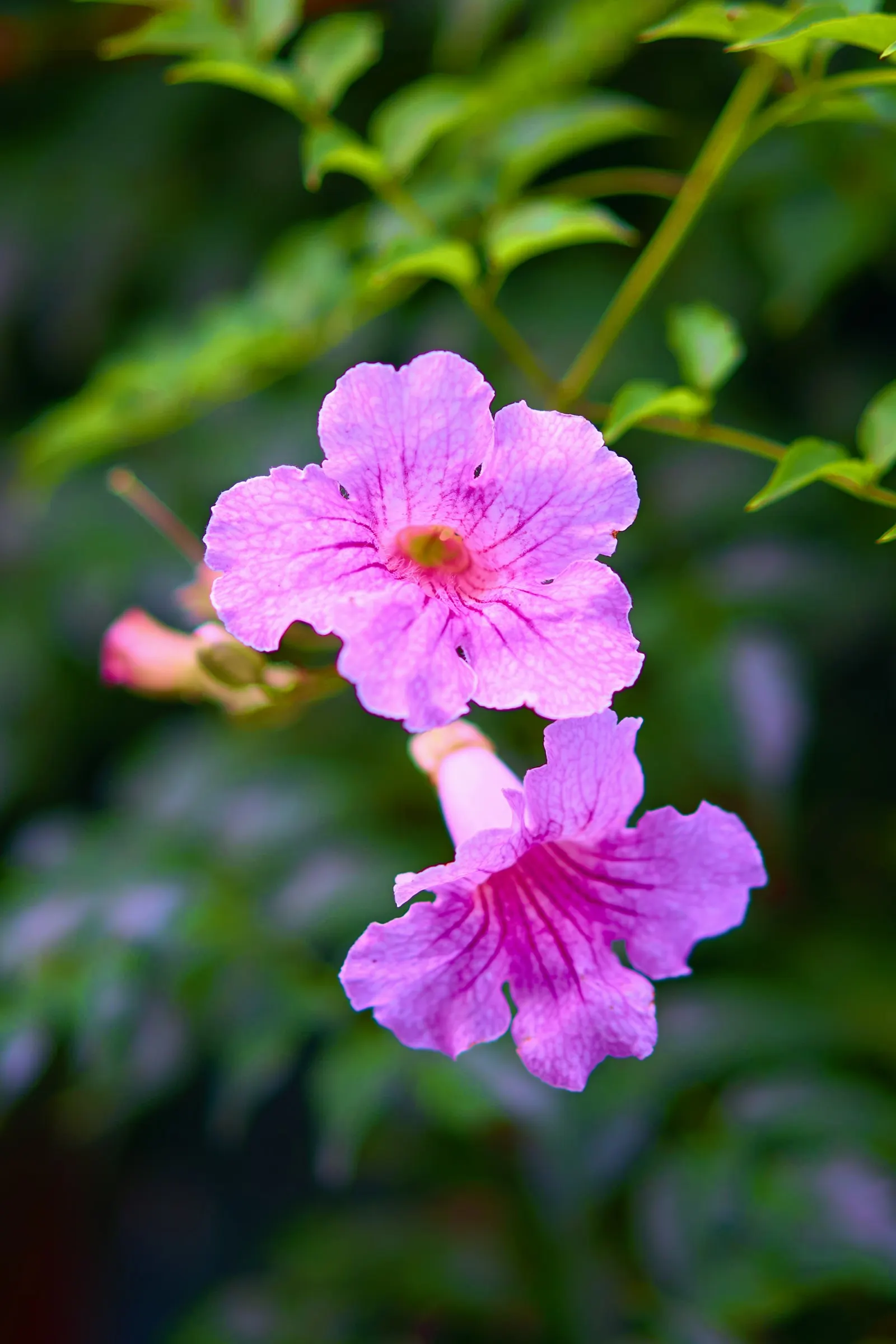 Pink Trumpet Vine (Podranea Ricasoliana) — anticipate seasonal pruning