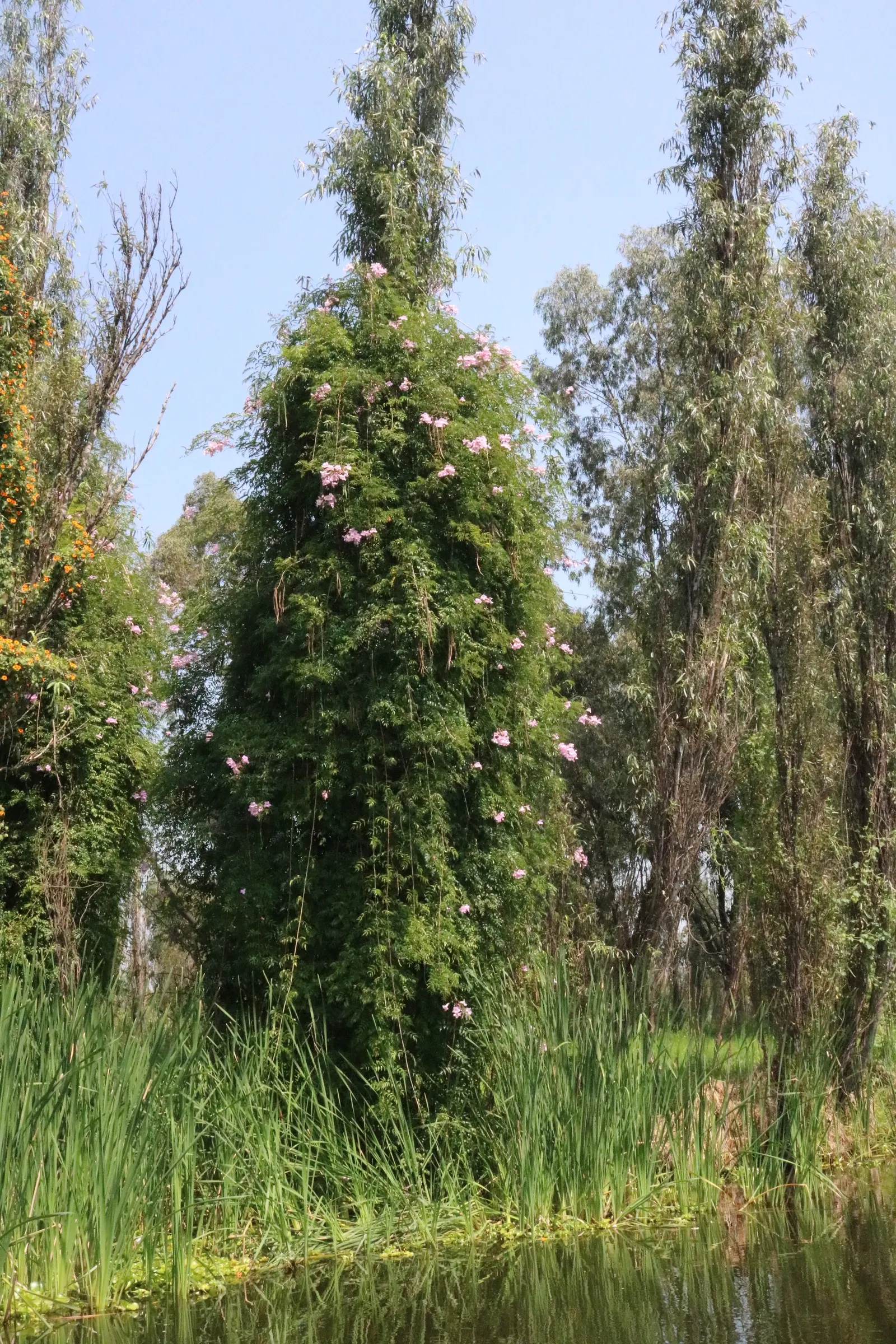Pink Trumpet Vine (Podranea Ricasoliana) — Regular pruning maintains its size; is a fast-growing perennial climber with woody stems reaching up to, image 65