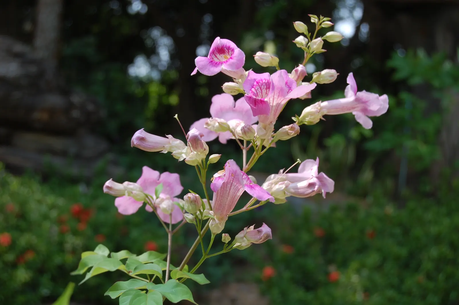Pink Trumpet Vine (Podranea Ricasoliana) — the Pink Trumpet Vine requires a location that provides full sun exposure for at least 6 to 8 hours per, image 46