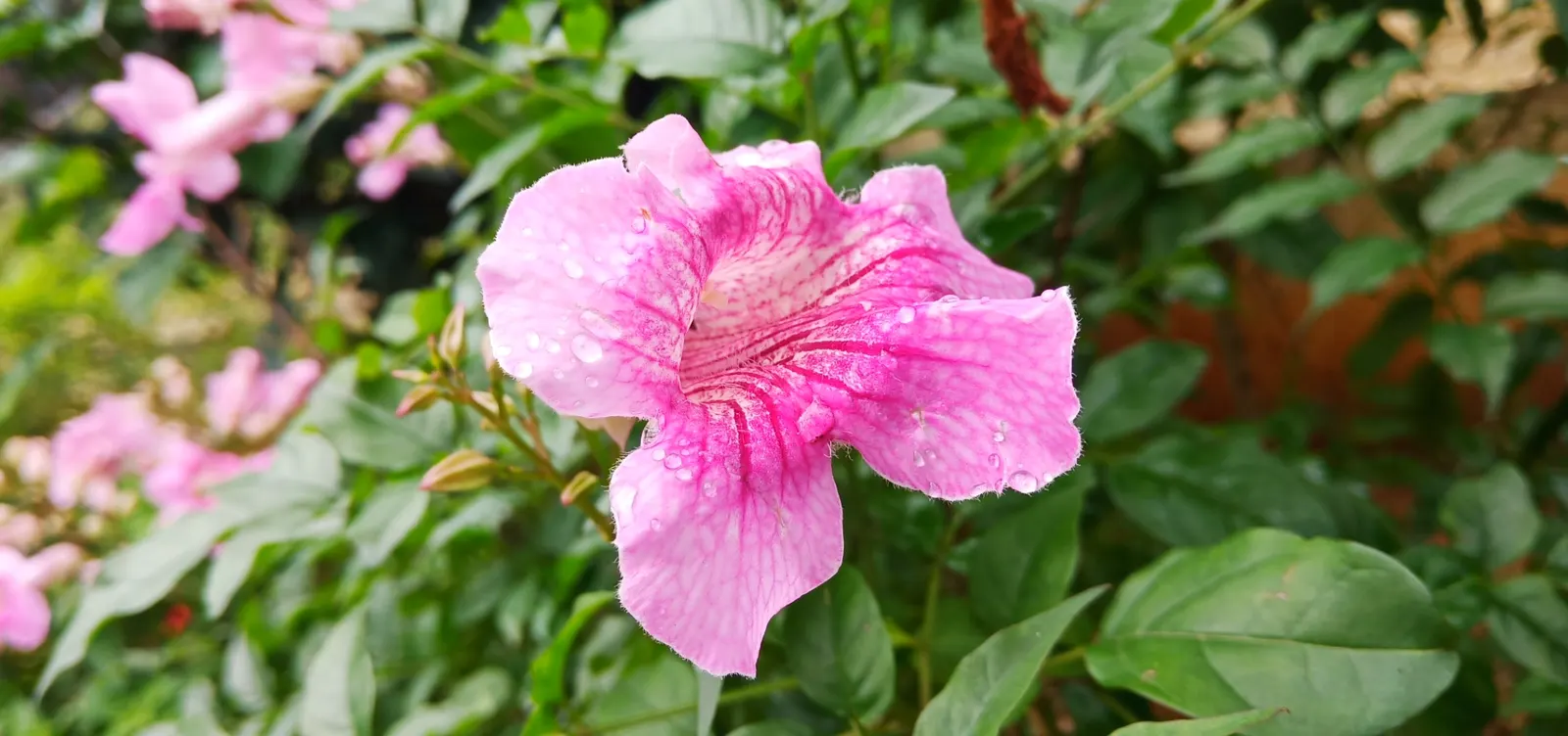 Pink Trumpet Vine (Podranea Ricasoliana) — each flower spanning approximately 2 to 3 inches in length; pink flowers in the garden