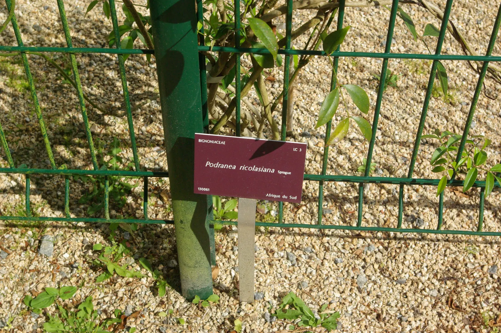 Pink Trumpet Vine (Podranea Ricasoliana) — It boasts glossy green leaves and profuse, trumpet-shaped, pink flowers that flourish in clusters; as long as they