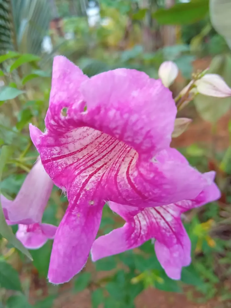 Pink Trumpet Vine (Podranea Ricasoliana) — adding vertical interest and vibrant color to the landscape design; promoting denser foliage and blooms ideally