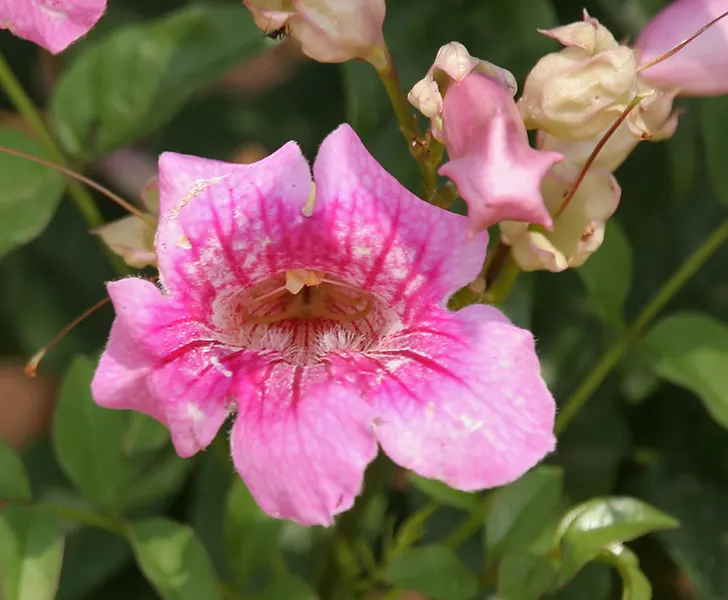 Pink Trumpet Vine (Podranea Ricasoliana) — making it an ideal choice to cover walls