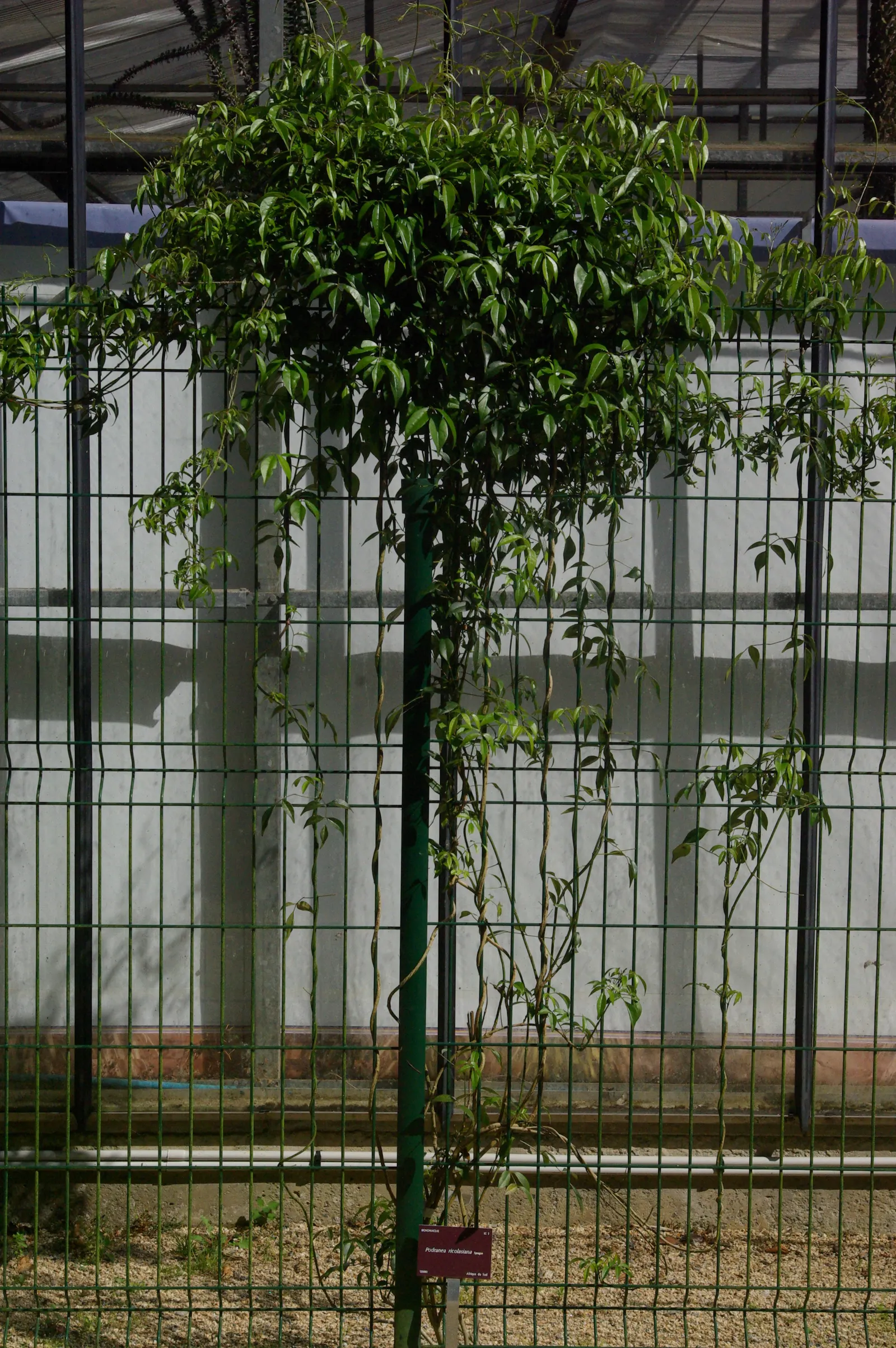 Pink Trumpet Vine (Podranea Ricasoliana) — and provide ample space for the vine to spread