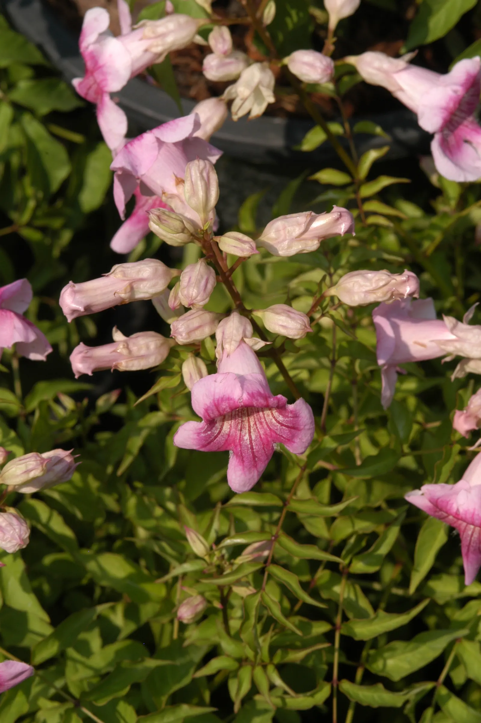 Pink Trumpet Vine (Podranea Ricasoliana) — each flower spanning approximately 2 to 3 inches in length; pink flowers in the garden, image 73
