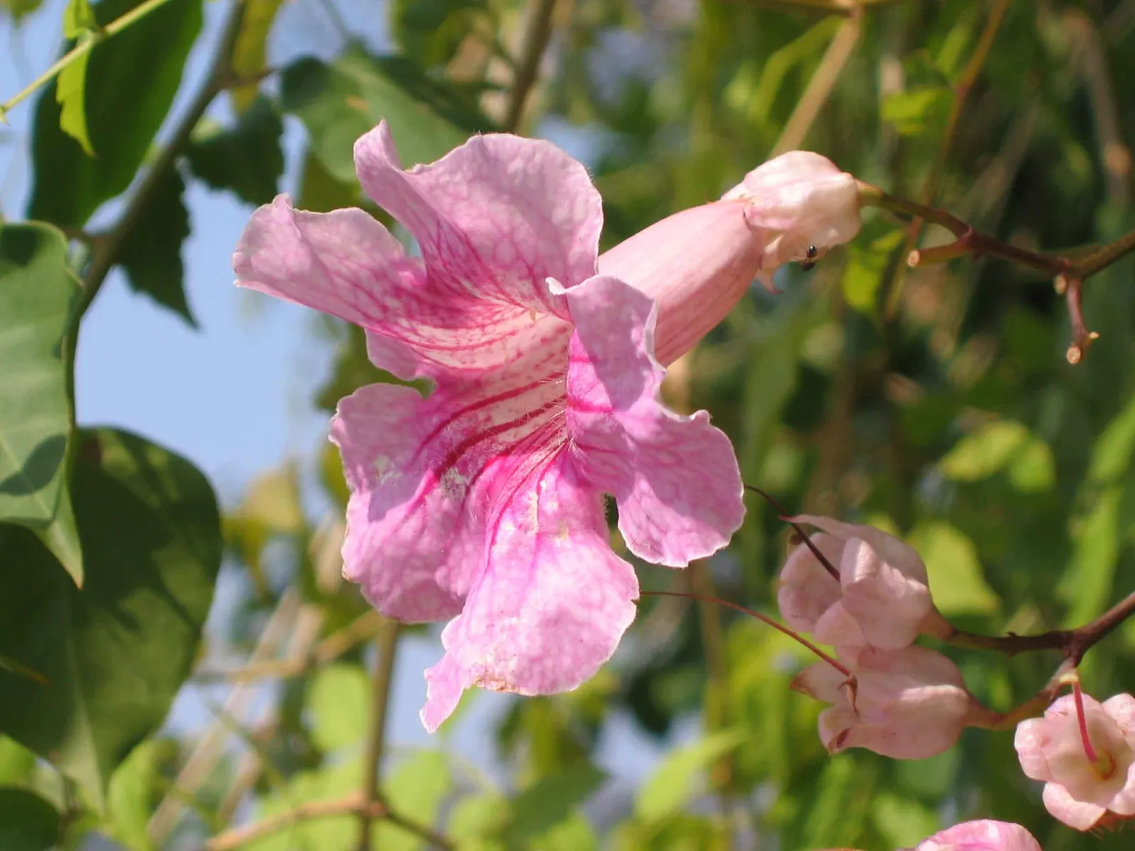 Pink Trumpet Vine (Podranea Ricasoliana) — vine for full or half; adding vertical interest and vibrant color to the landscape design