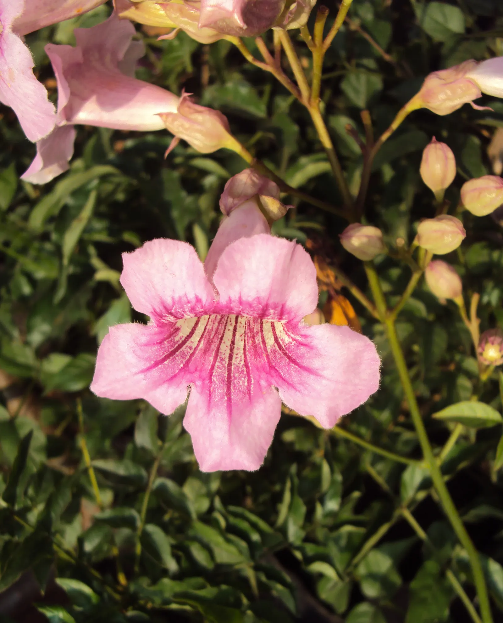Pink Trumpet Vine (Podranea Ricasoliana) — is a fast-growing perennial climber with woody stems reaching up to 30 feet