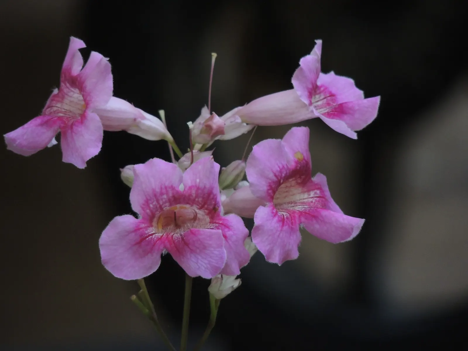 Pink Trumpet Vine (Podranea Ricasoliana) — The Pink Trumpet Vine requires some form of support structure such as trellises; the plant will thrive in