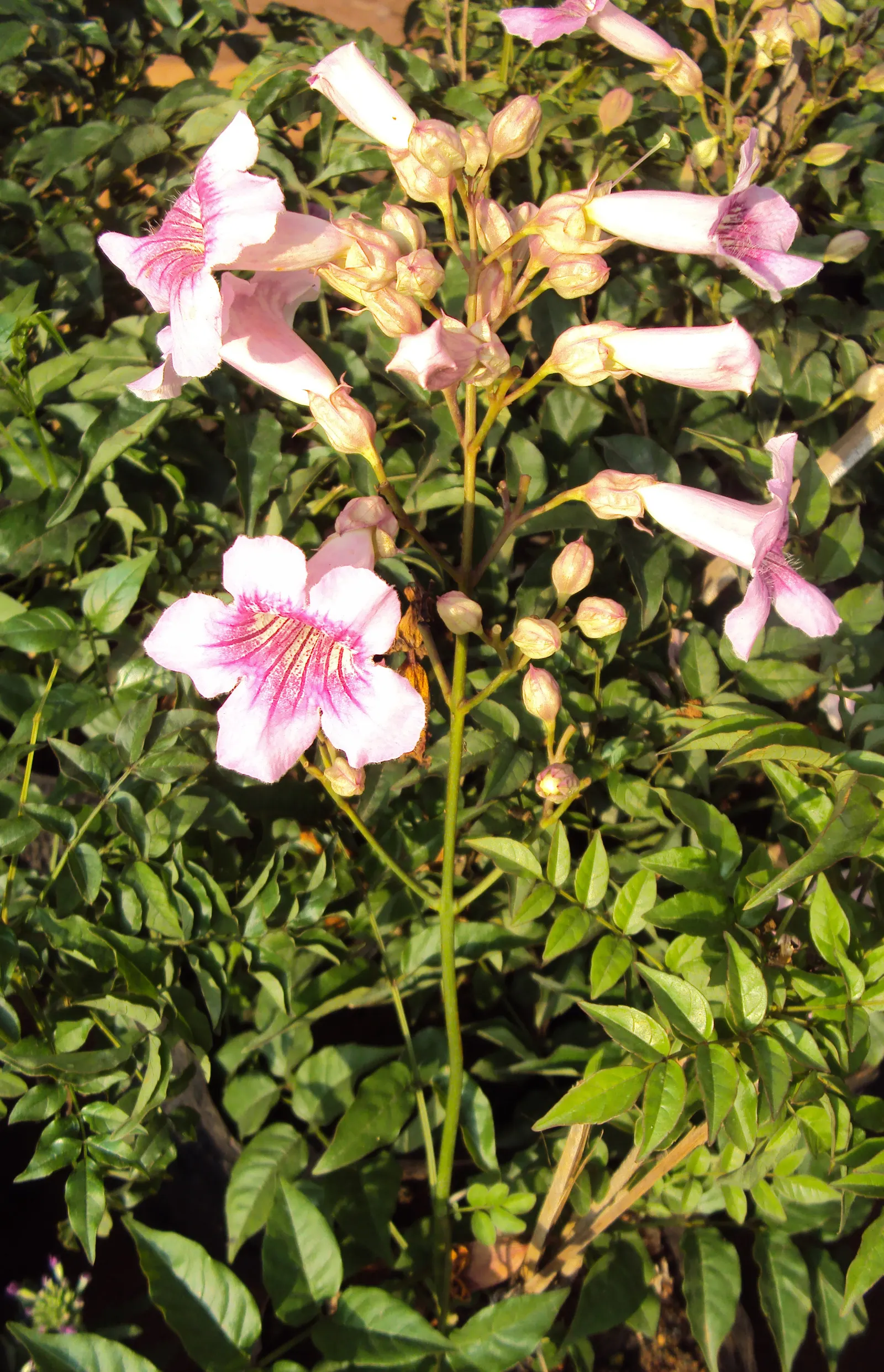 Pink Trumpet Vine (Podranea Ricasoliana) — boasting a delicate pink hue with deeper pink throats; ensuring a neat appearance while encouraging healthy blooming