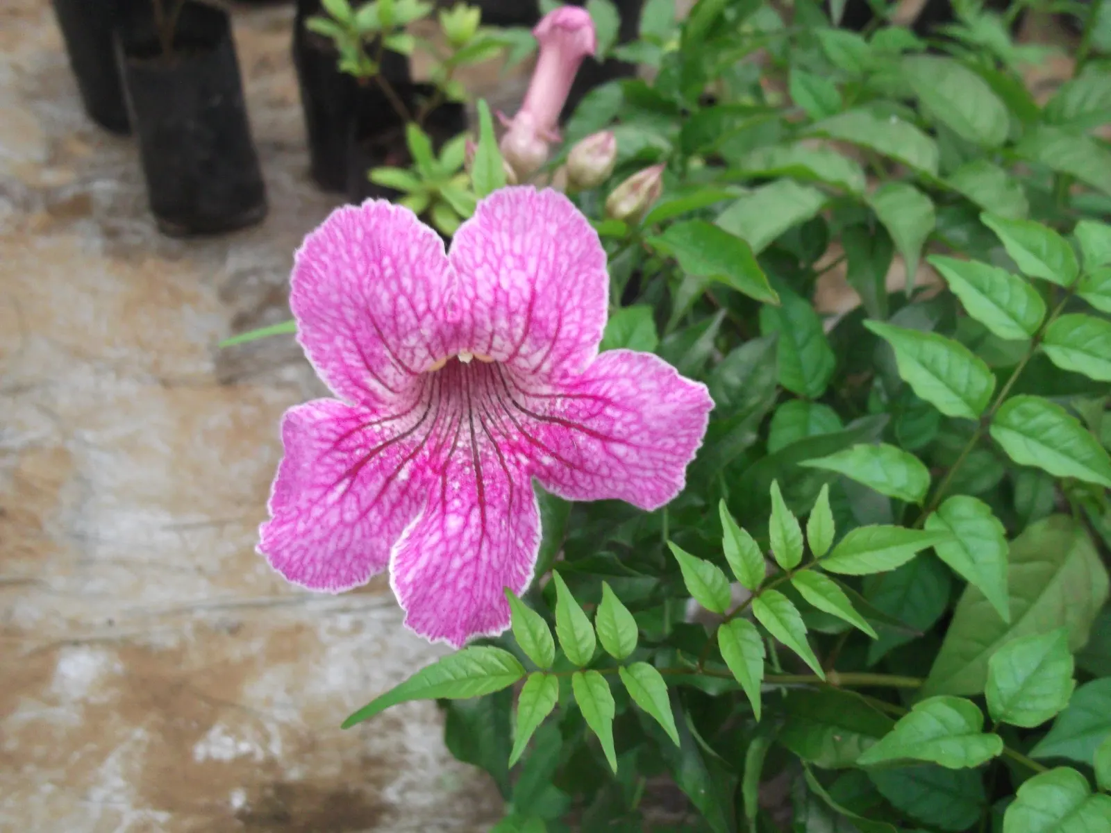 Pink Trumpet Vine (Podranea Ricasoliana) — this perennial plant is a member of the Bignoniaceae family and thrives in USDA zones 9 through 11