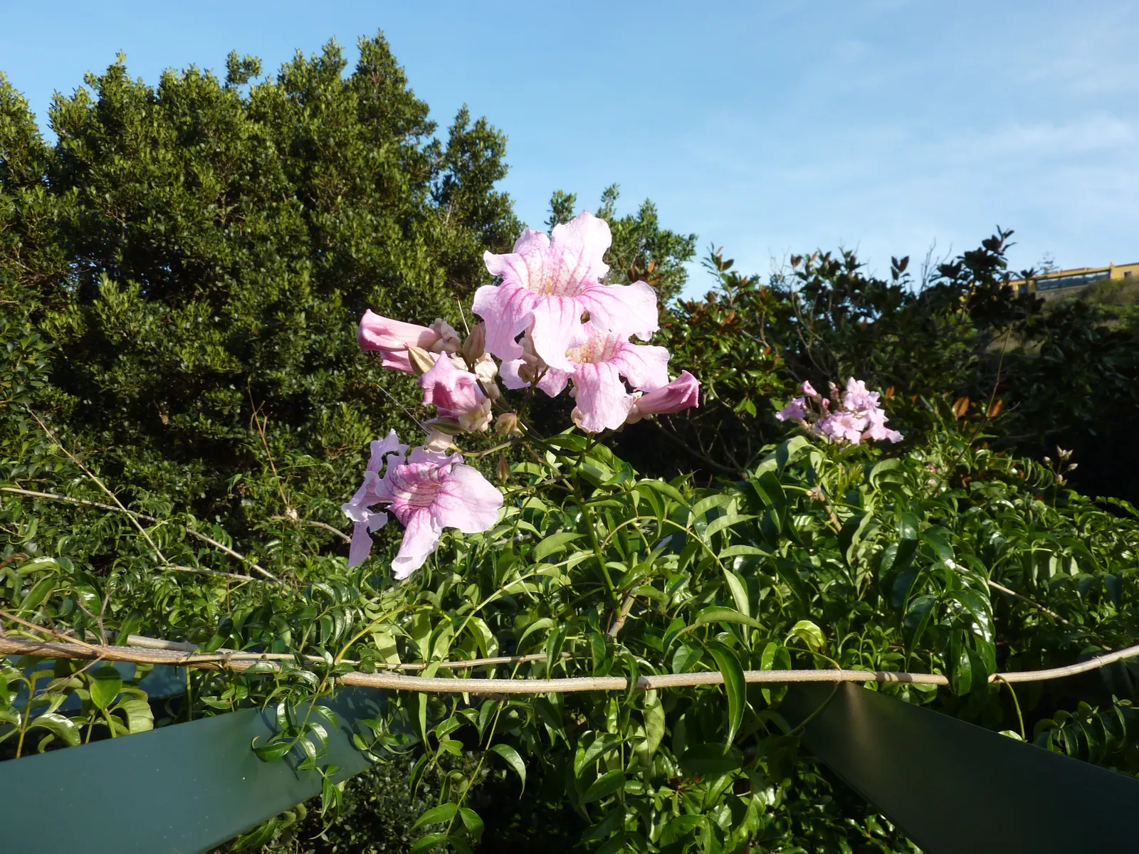Pink Trumpet Vine (Podranea Ricasoliana) — fast-growing climber well-suited for a sunny landscape with ample vertical space; anticipate seasonal, image 68