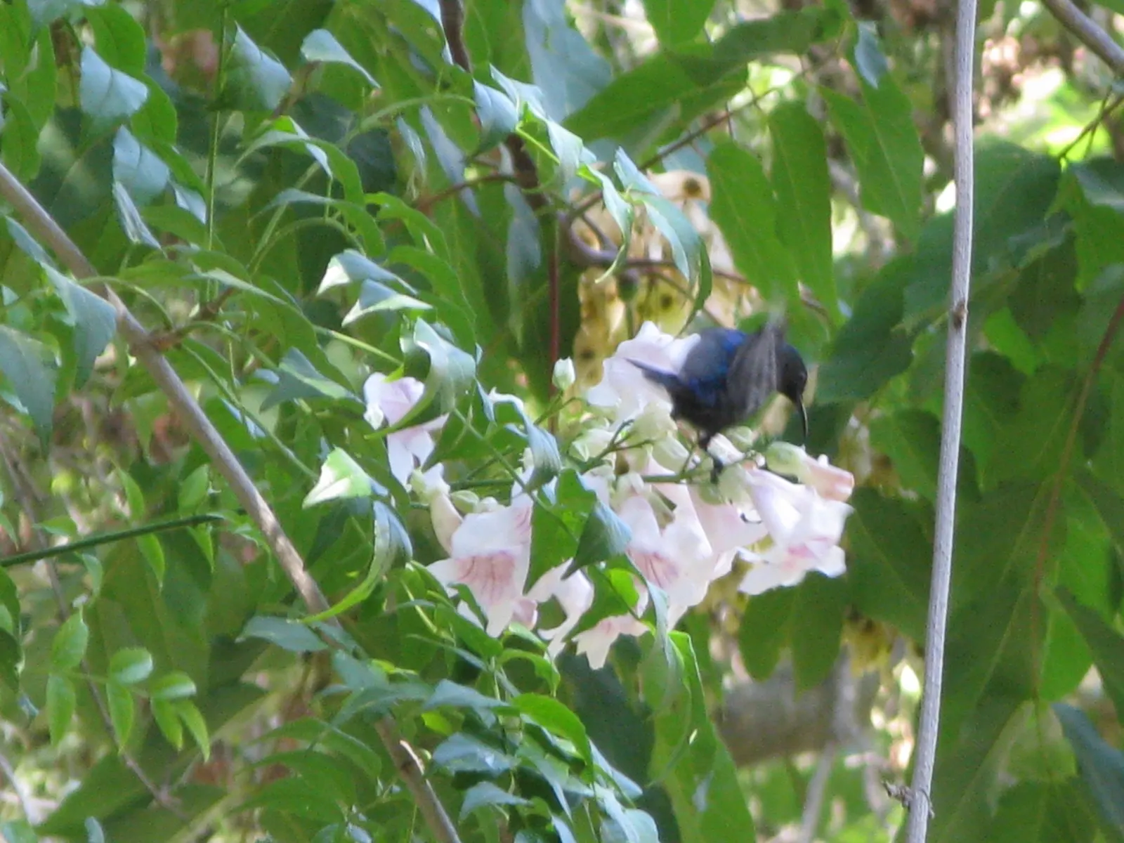 Pink Trumpet Vine (Podranea Ricasoliana) — Regular pruning maintains its size