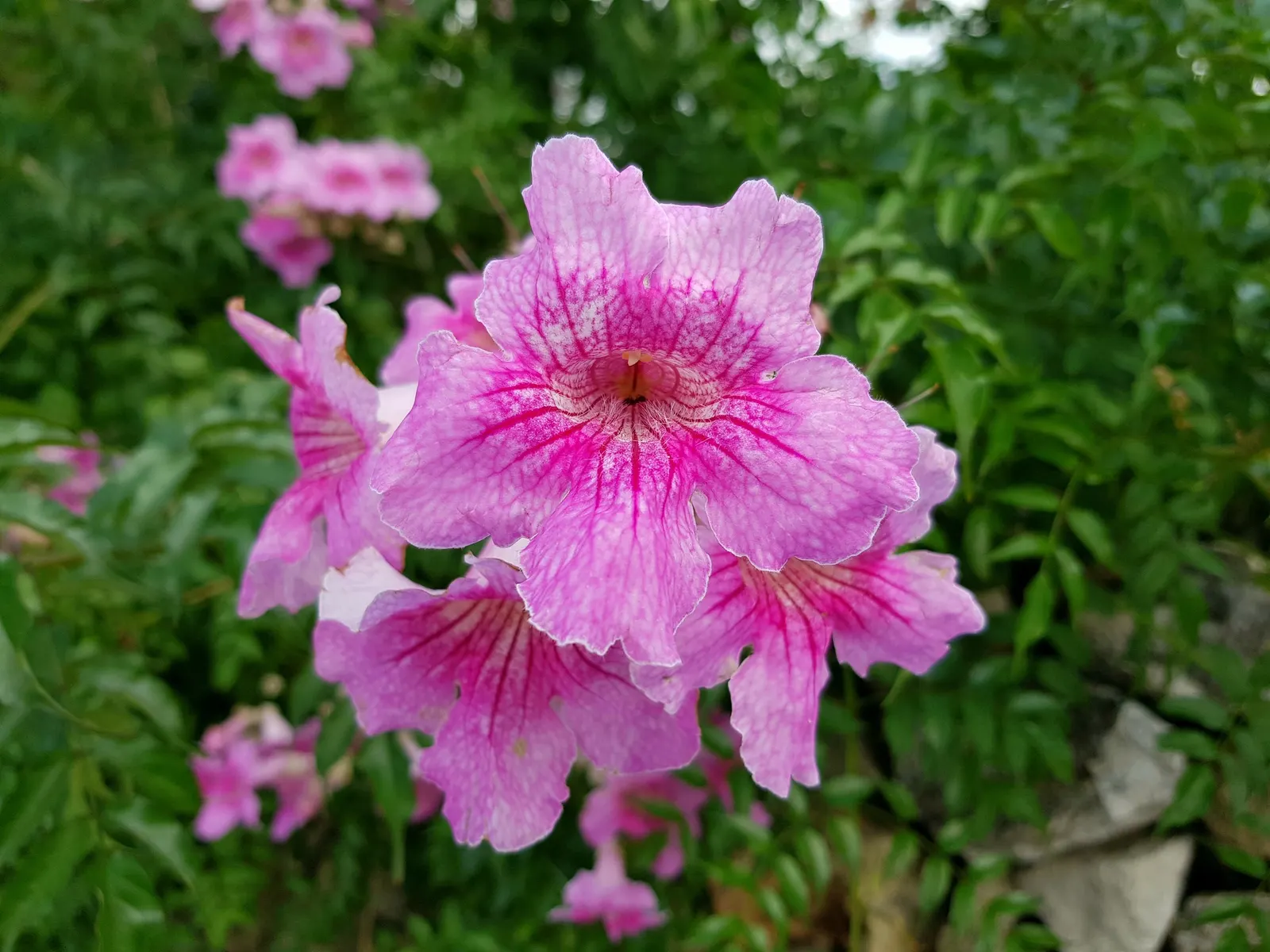Pink Trumpet Vine (Podranea Ricasoliana) — as long as they are not waterlogged; it boasts glossy green leaves and profuse, trumpet-shaped, pink flowers that