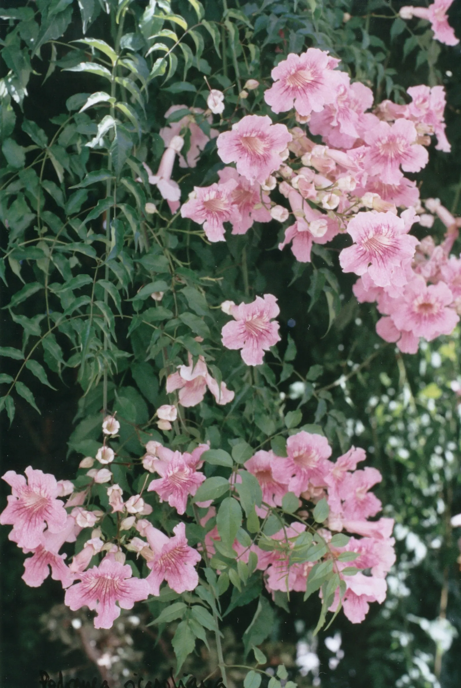 Pink Trumpet Vine (Podranea Ricasoliana) — commonly known as Pink Trumpet Vine; thriving in USDA zones 9‚Äì11, it prefers full sun and well-drained, image 61