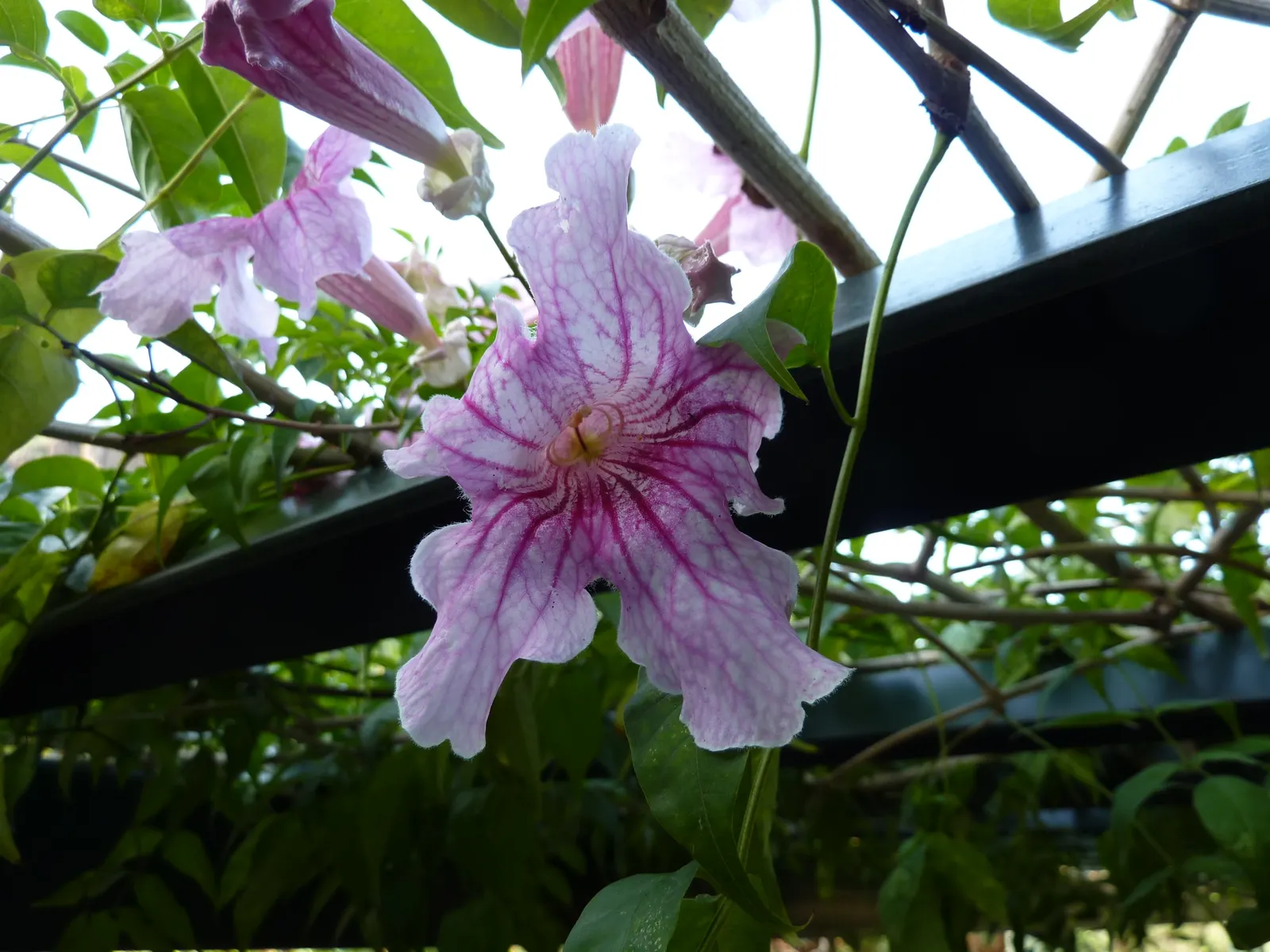 Pink Trumpet Vine (Podranea Ricasoliana) — ensuring a neat appearance while encouraging healthy blooming