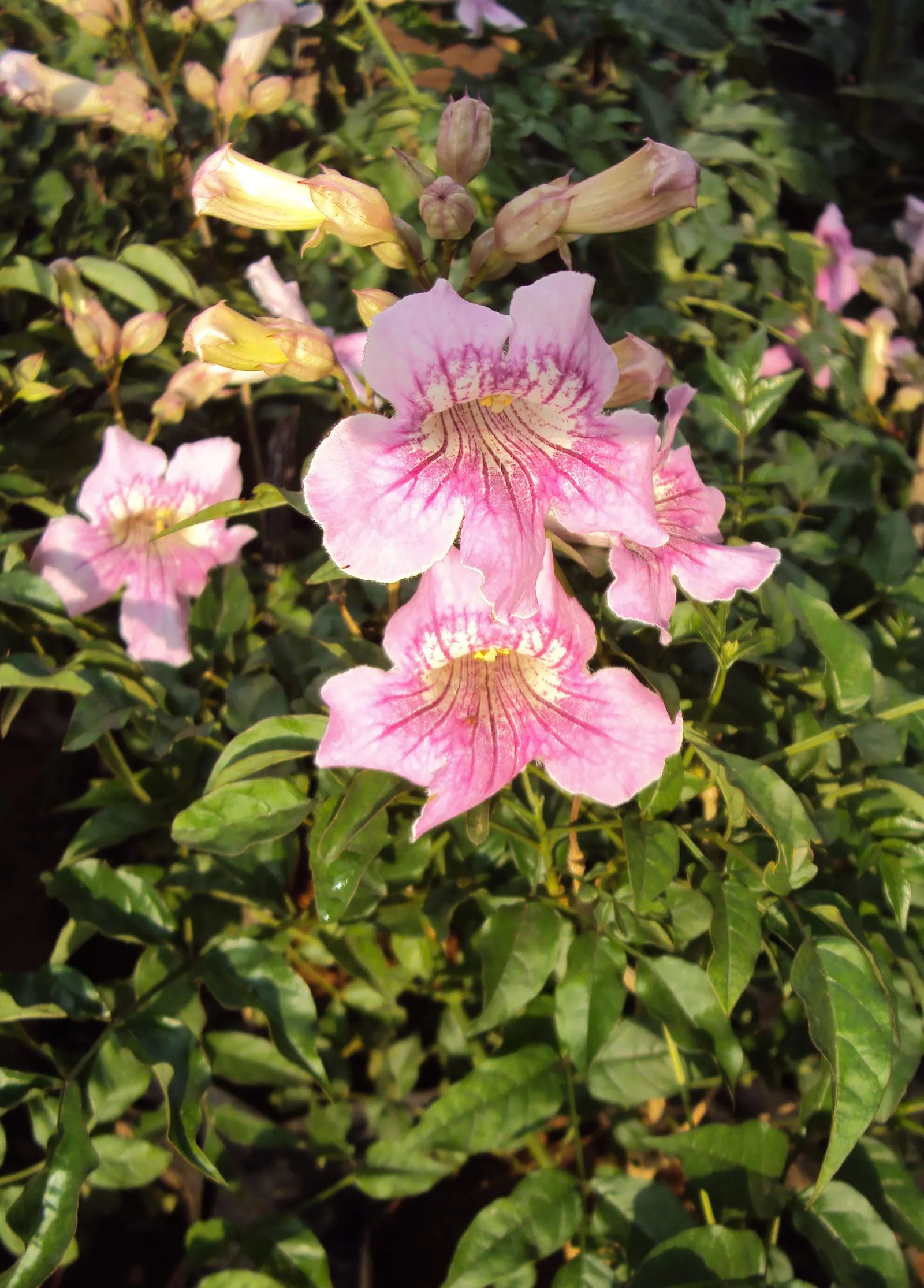 Pink Trumpet Vine (Podranea Ricasoliana) — boasting a delicate pink hue with deeper pink throats; ensuring a neat appearance while encouraging, image 72